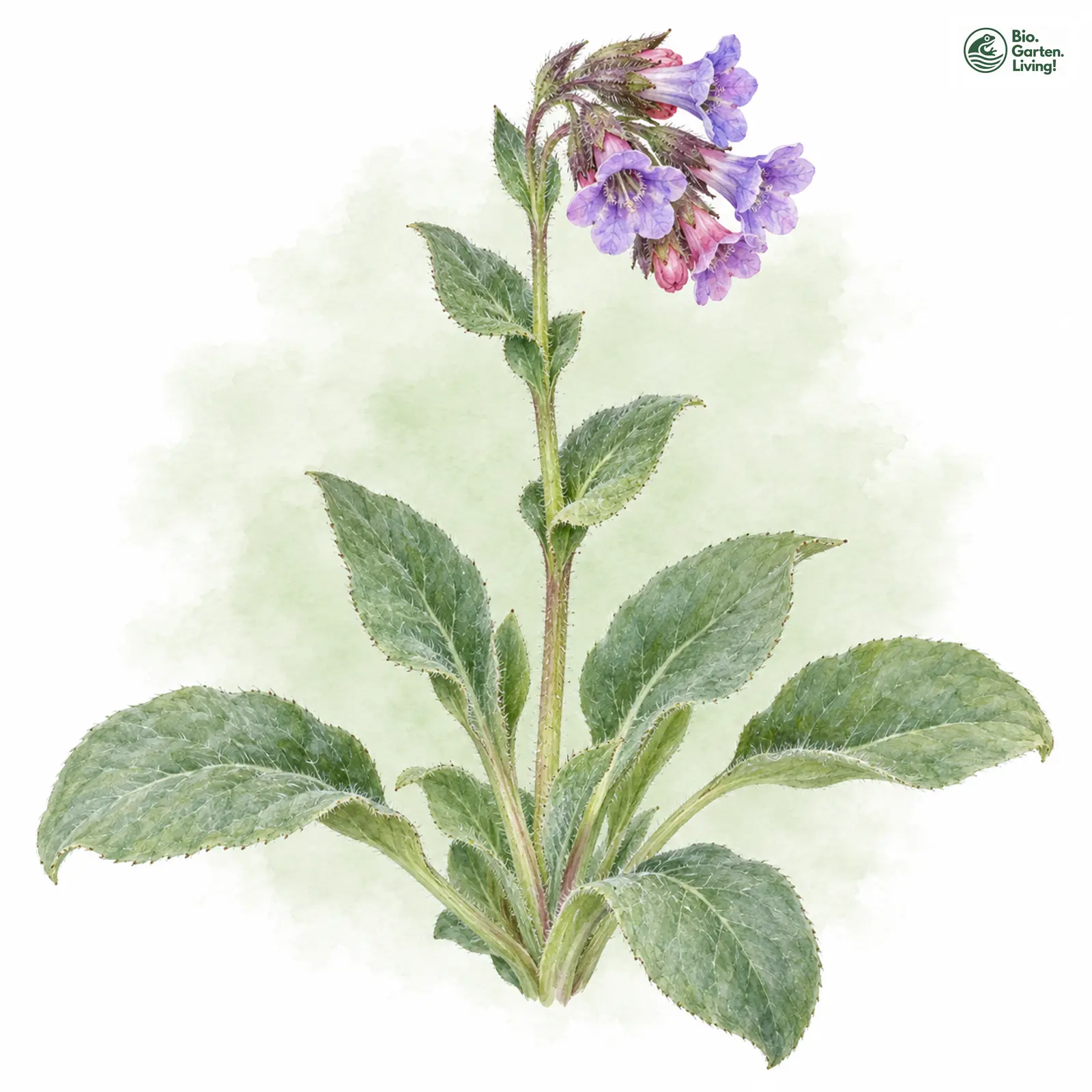Aquarellzeichnung: Weiches Lungenkraut (Pulmonaria mollis)