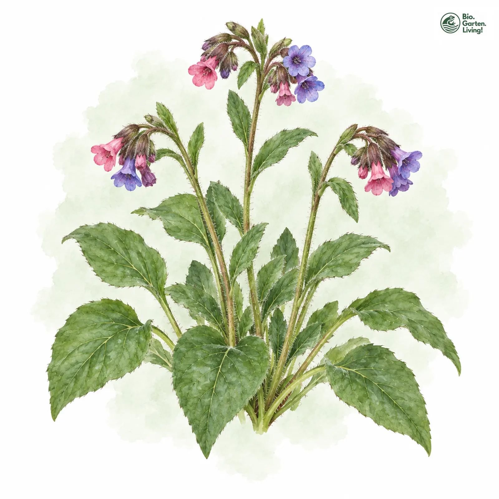 Aquarellzeichnung: Dunkles Lungenkraut (Pulmonaria obscura)