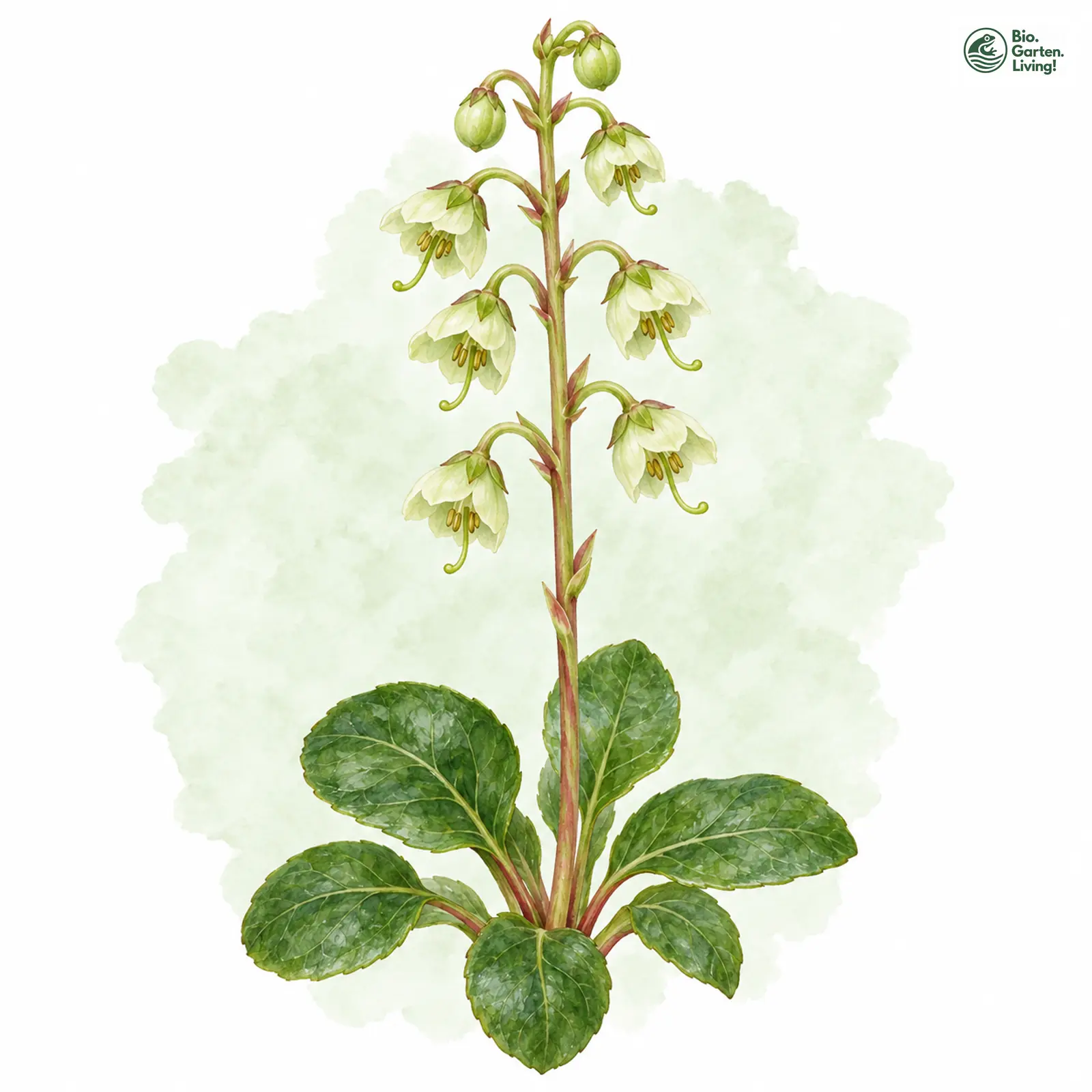 Aquarellzeichnung: Grünblütiges Wintergrün (Pyrola chlorantha)