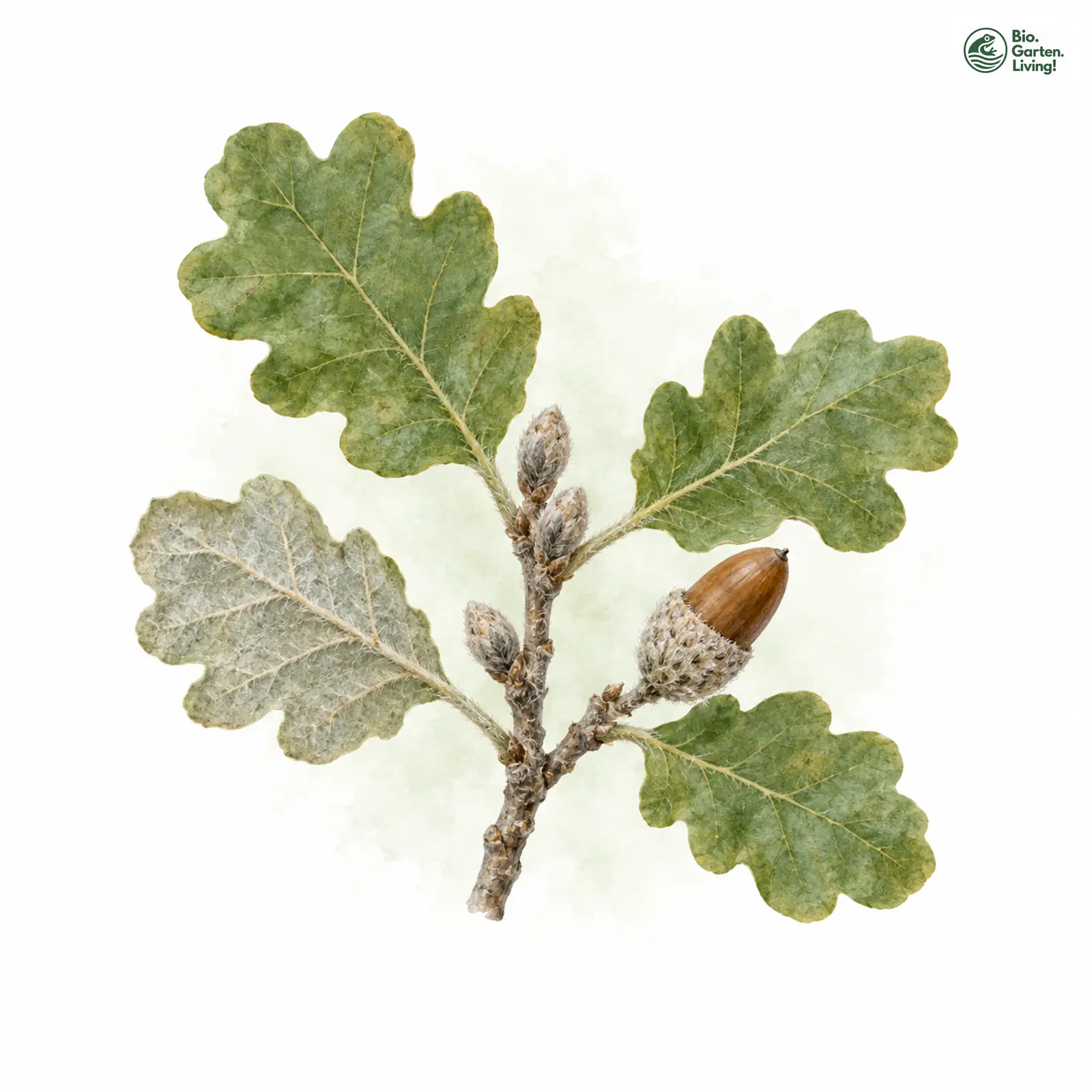 Aquarellzeichnung: Flaum-Eiche (Quercus pubescens)