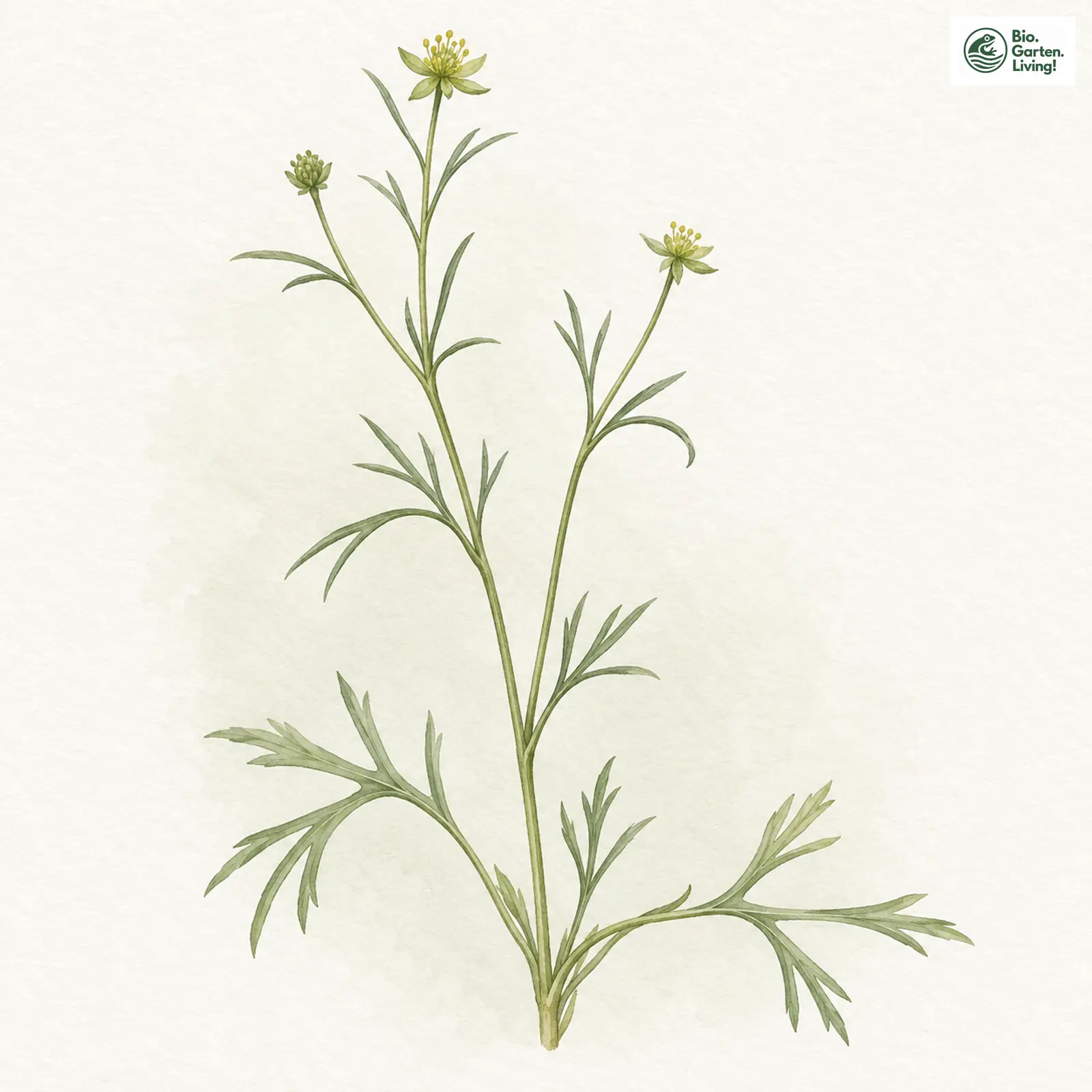 Aquarellzeichnung: Gestutzter Gold-Hahnenfuß (Ranunculus basitruncatus)