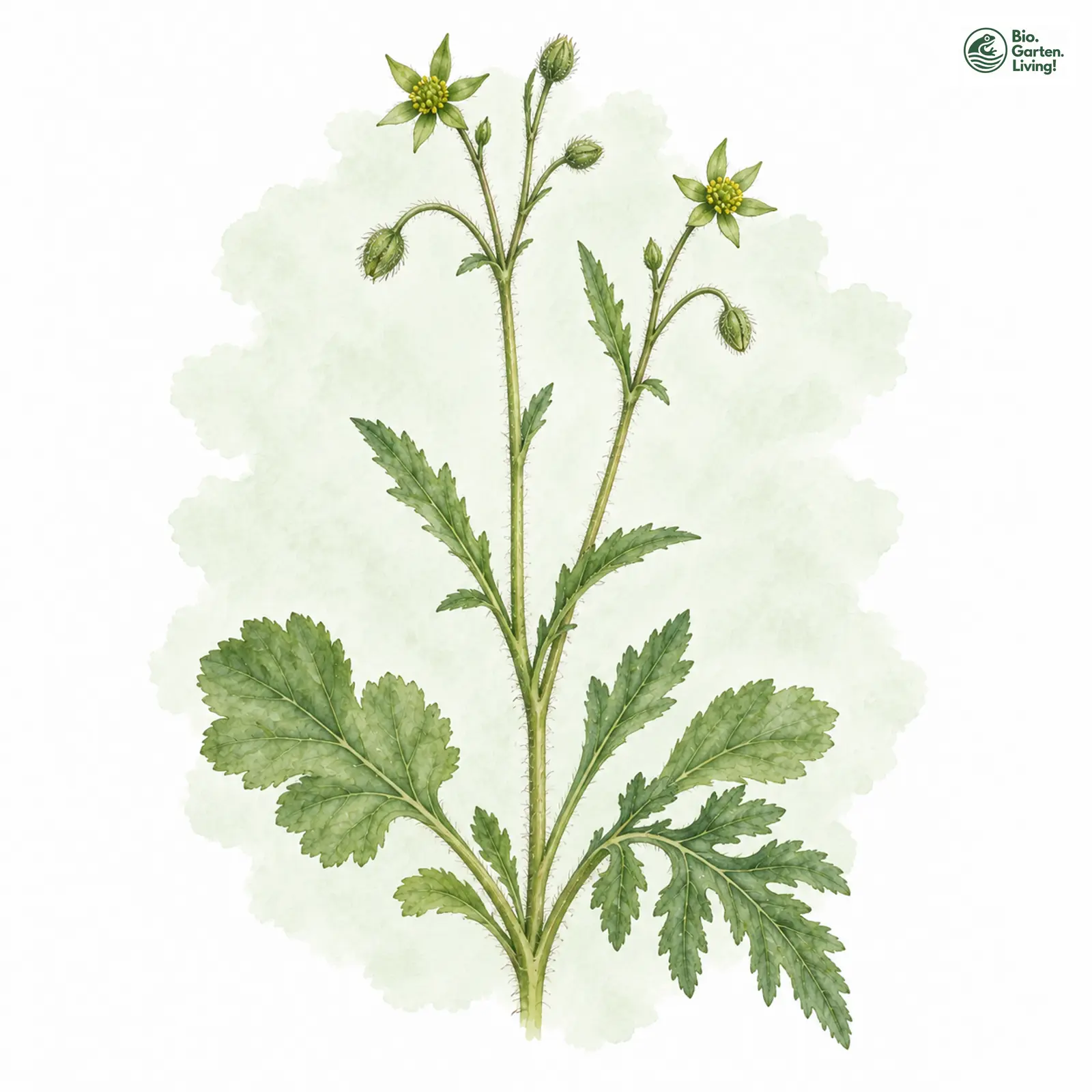 Aquarellzeichnung: Fränkischer Hahnenfuß (Ranunculus franconicus)
