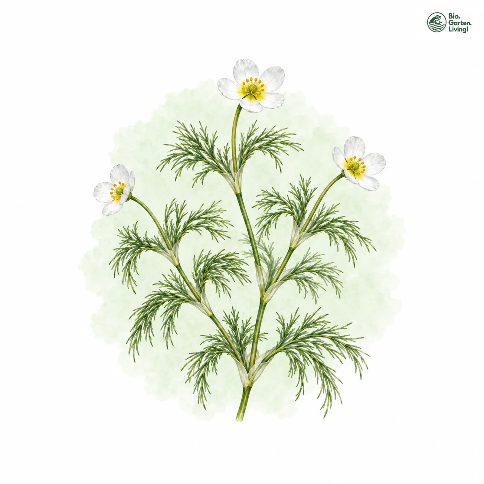 Aquarellzeichnung: Gewöhnlicher Haarblättriger Wasser-Hahnenfuß (Ranunculus trichophyllus (im engeren Sinne))