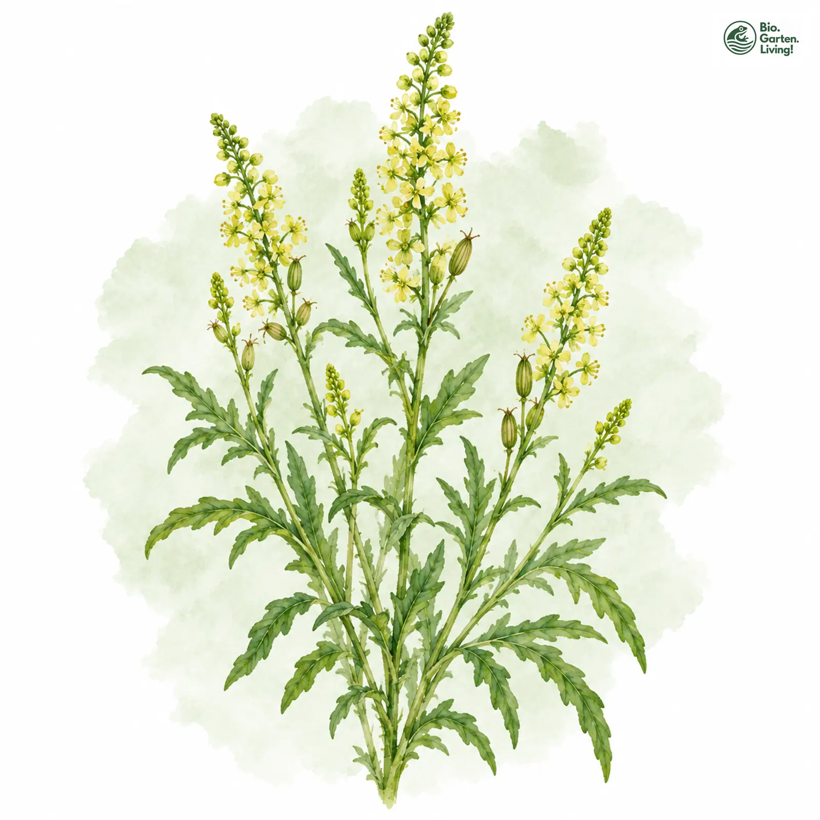 Aquarellzeichnung: Gelbe Resede (Reseda lutea)