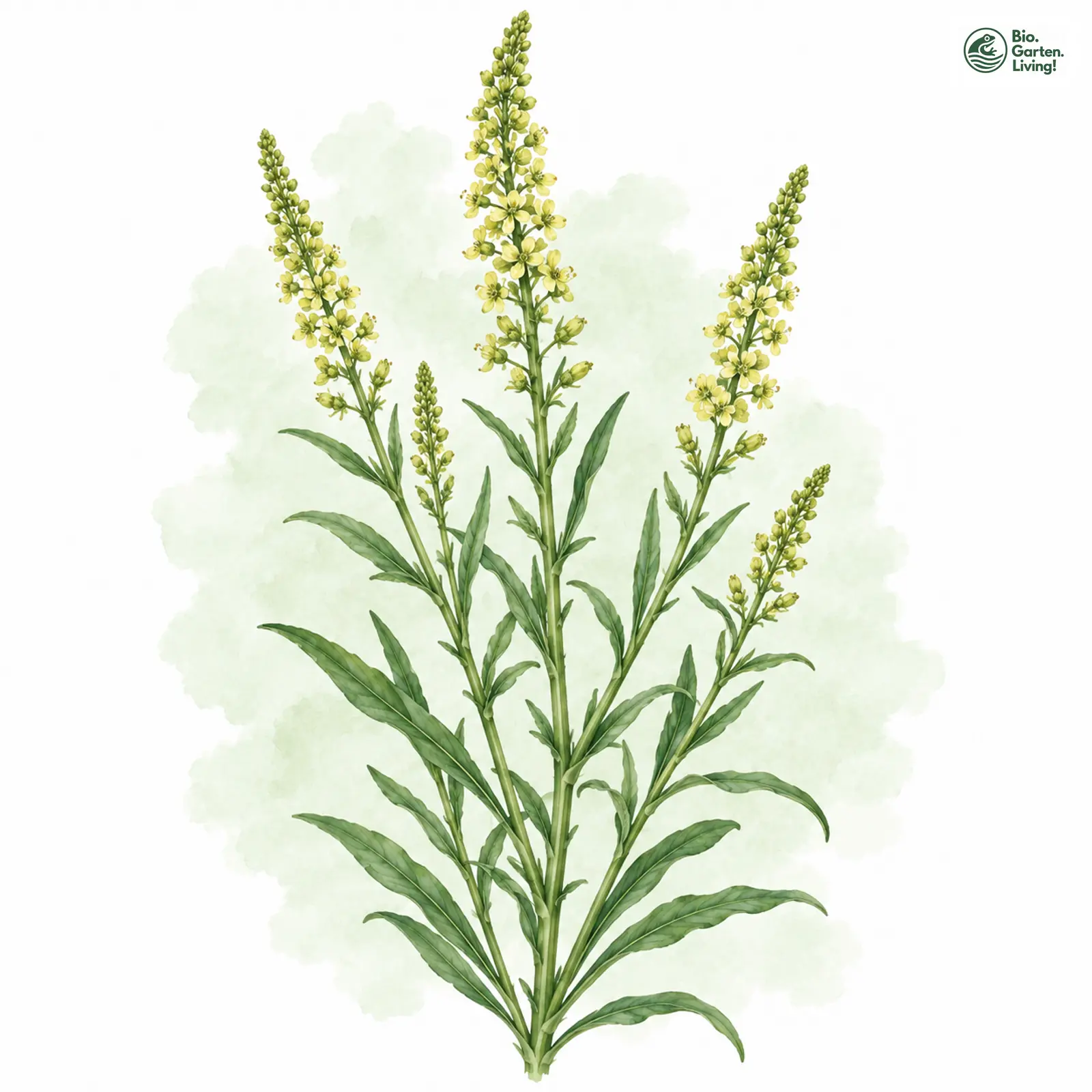 Aquarellzeichnung: Färber-Resede (Reseda luteola)