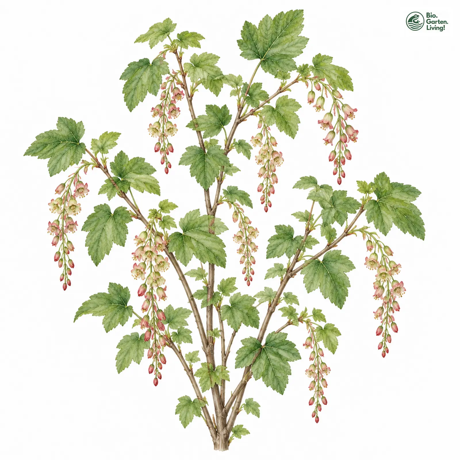Aquarellzeichnung: Felsen-Johannisbeere (Ribes petraeum)