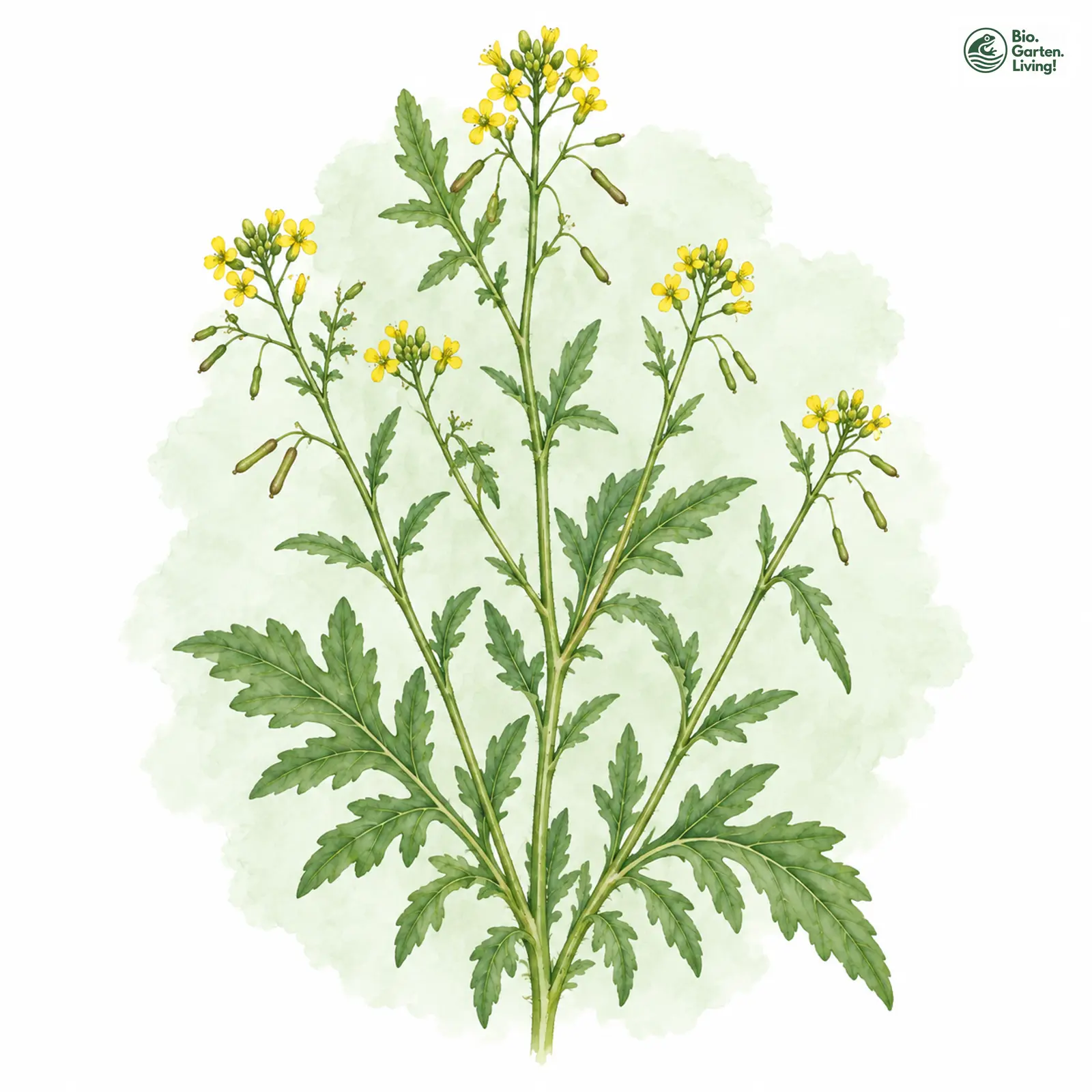 Aquarellzeichnung: Niederliegende Sumpfkresse (Rorippa anceps)