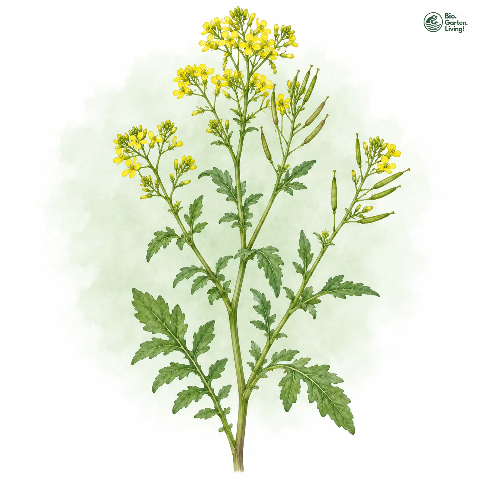 Aquarellzeichnung: Wilde Sumpfkresse (Rorippa sylvestris)
