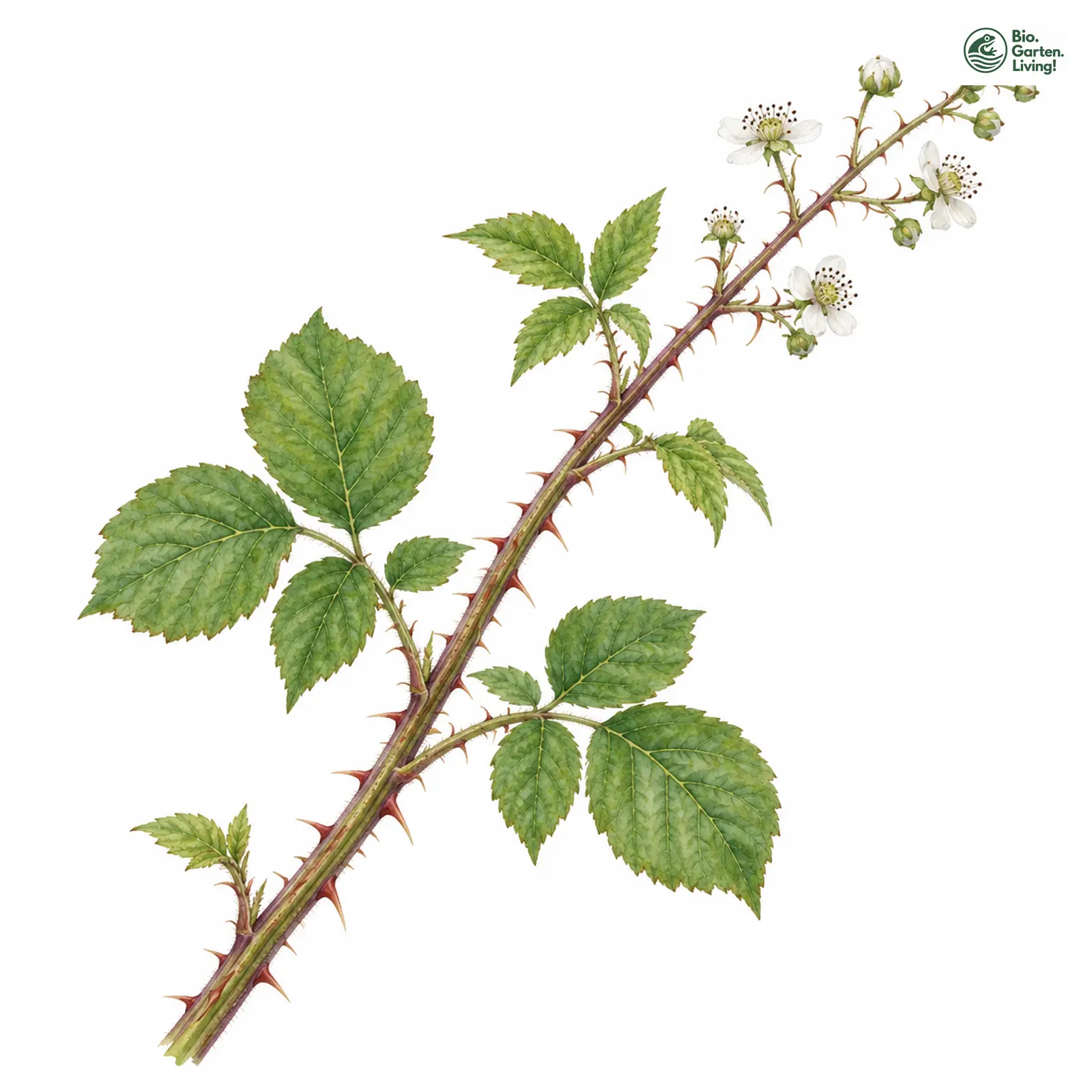Aquarellzeichnung: Ardennen-Brombeere (Rubus arduennensis)