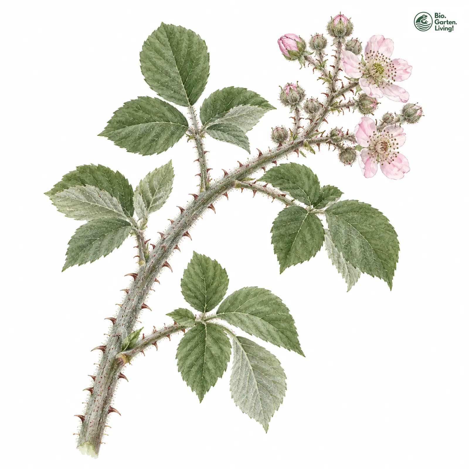 Aquarellzeichnung: Aschgraue Brombeere (Rubus cinerascens)