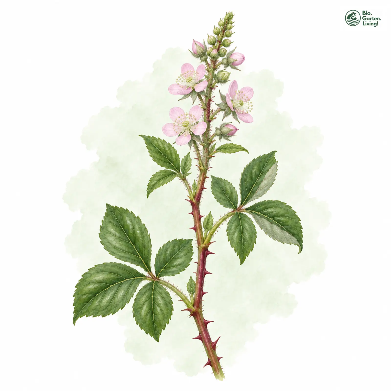 Aquarellzeichnung: Löffelblättrige Brombeere (Rubus cochlearis)