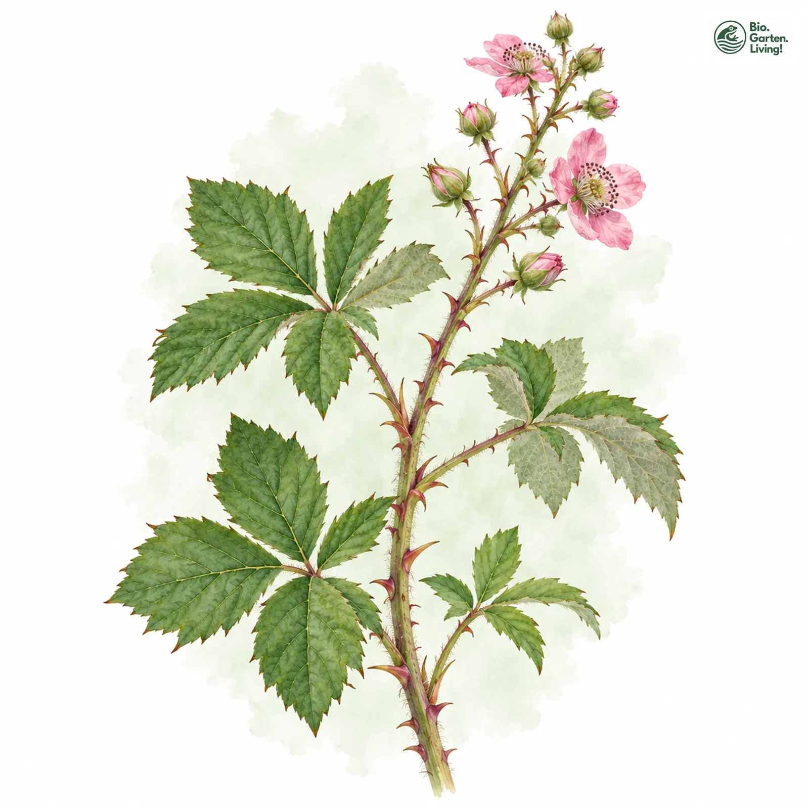 Aquarellzeichnung: Wirrzähnige Brombeere (Rubus confusidens)