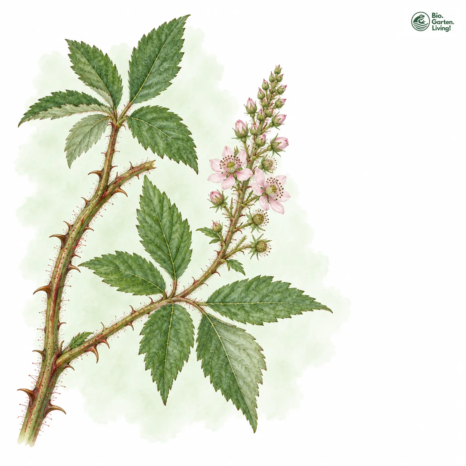 Aquarellzeichnung: Kegelstraußartige Brombeere (Rubus conothyrsoides)