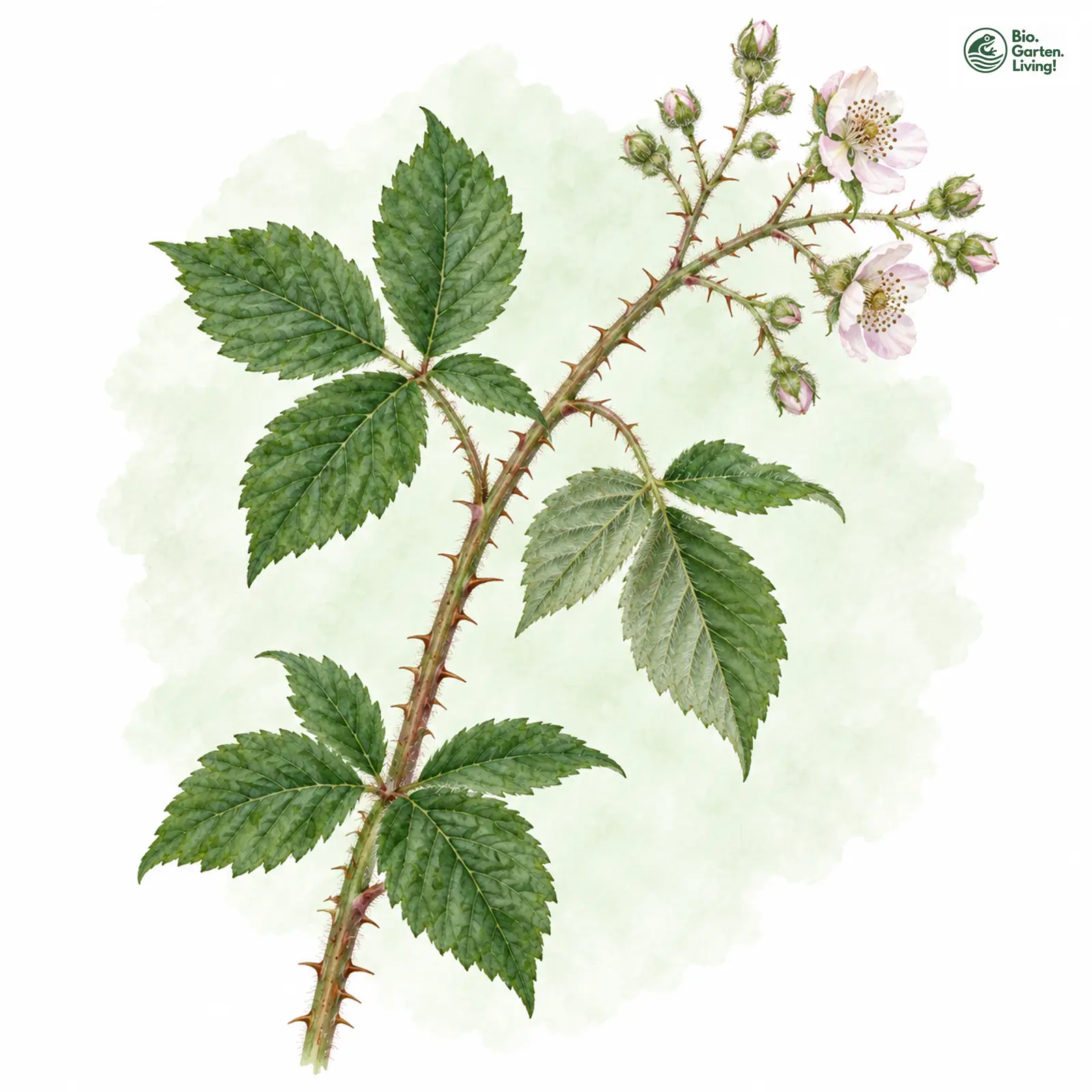 Aquarellzeichnung: Verbogenblättrige Brombeere (Rubus distortifolius)
