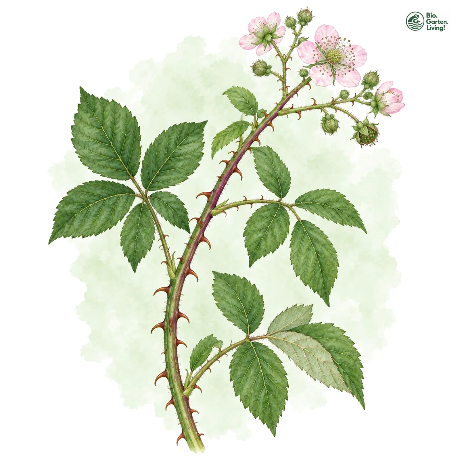 Aquarellzeichnung: Sparrige Brombeere (Rubus divaricatus)