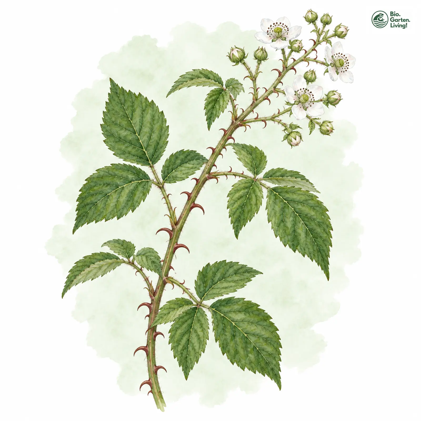 Aquarellzeichnung: Kahlstirnige Brombeere (Rubus epipsilos)