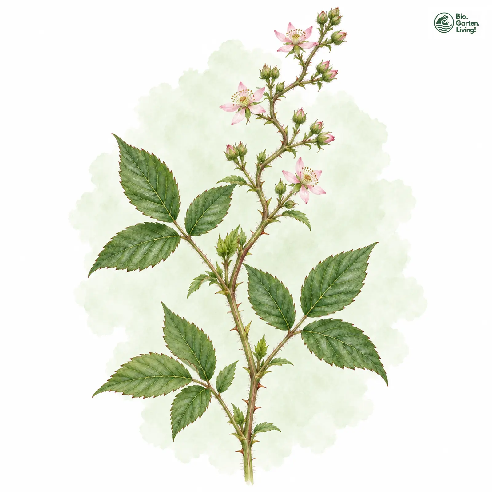 Aquarellzeichnung: Zickzackachsige Brombeere (Rubus flexuosus)