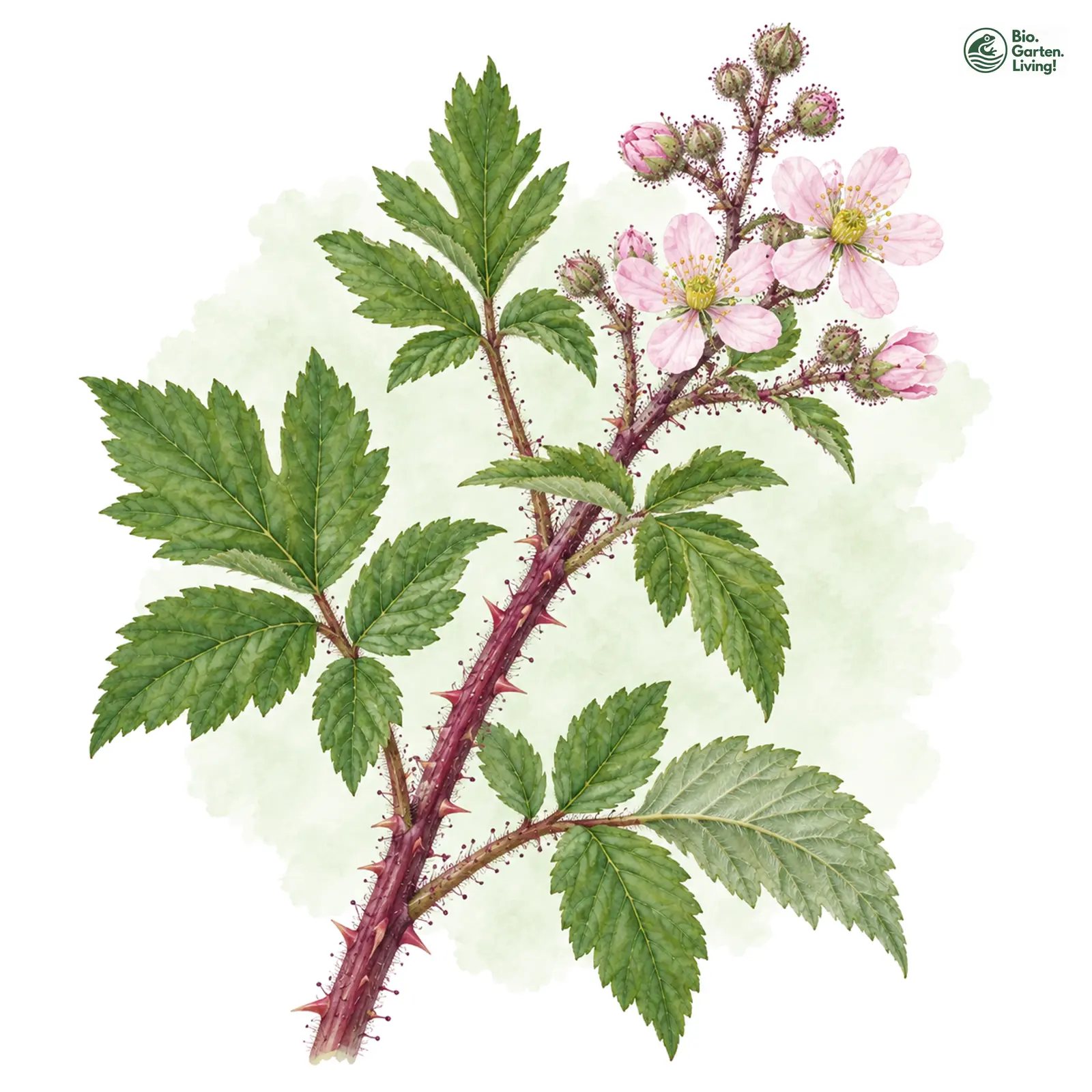 Aquarellzeichnung: Gries' Haselblattbrombeere (Rubus griesiae)