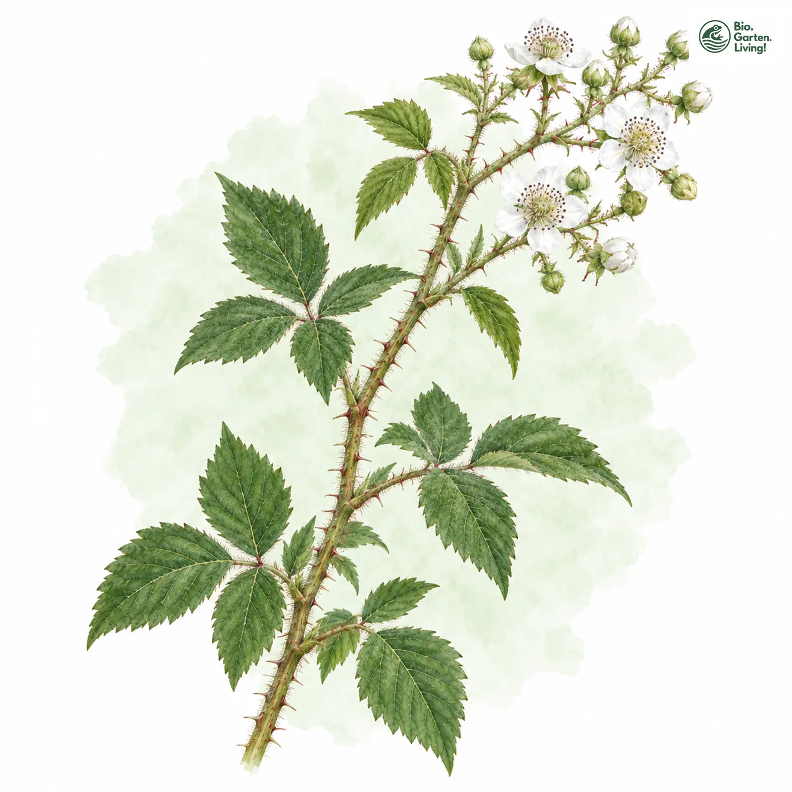 Aquarellzeichnung: Hessische Brombeere (Rubus hassicus)