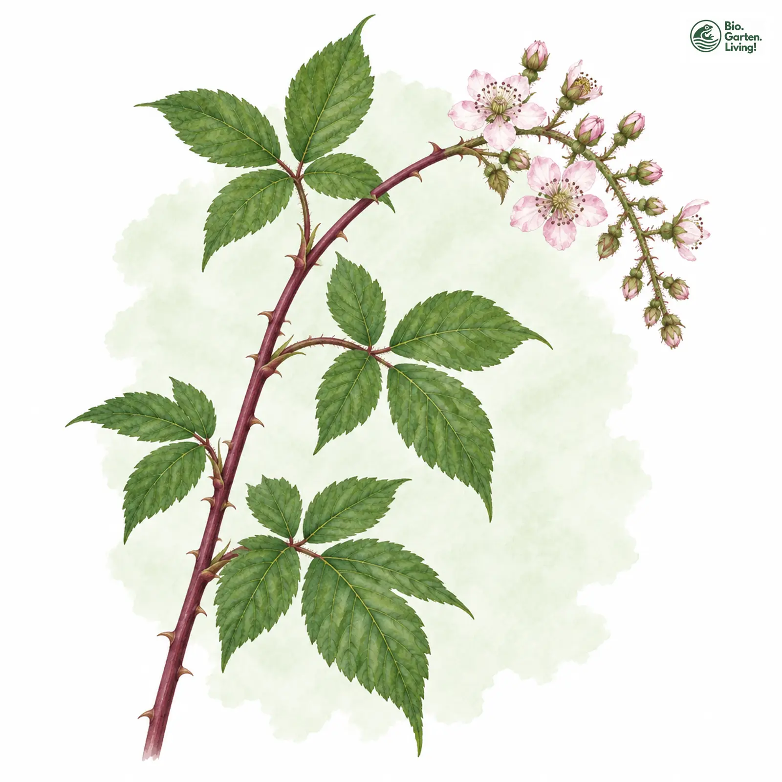 Aquarellzeichnung: Henker-Brombeere (Rubus henkeri)