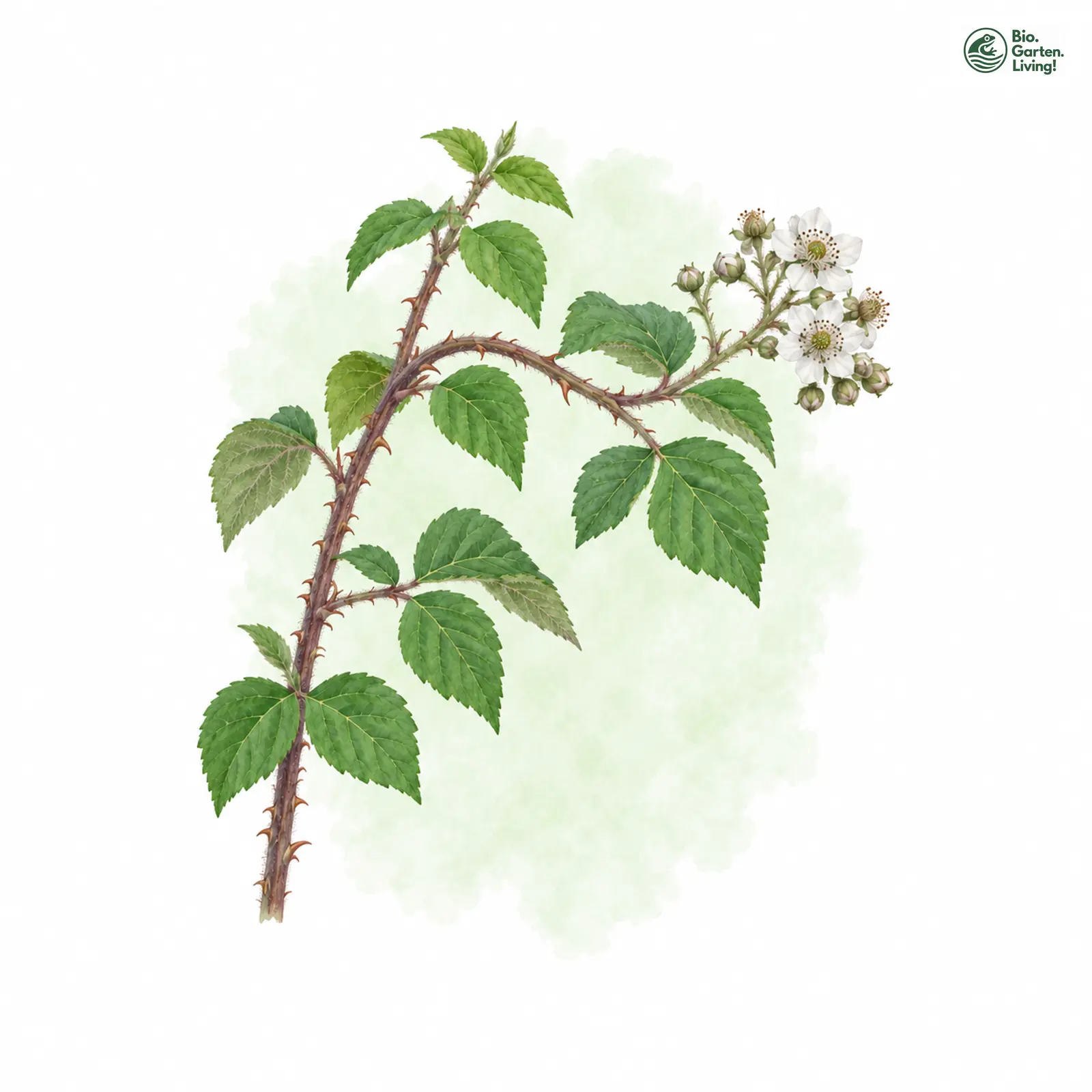 Aquarellzeichnung: Harzer Brombeere (Rubus hercynicus)