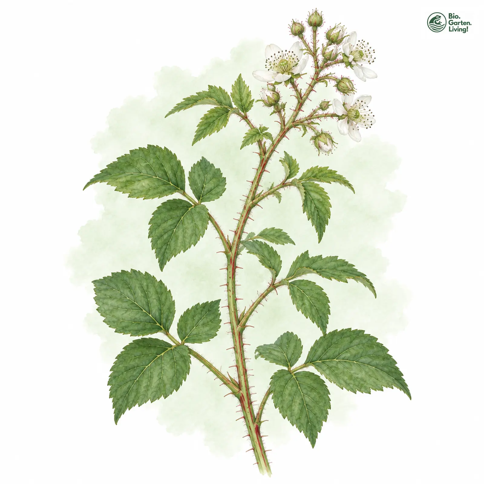 Aquarellzeichnung: Herzähnliche Brombeere (Rubus insolatus)