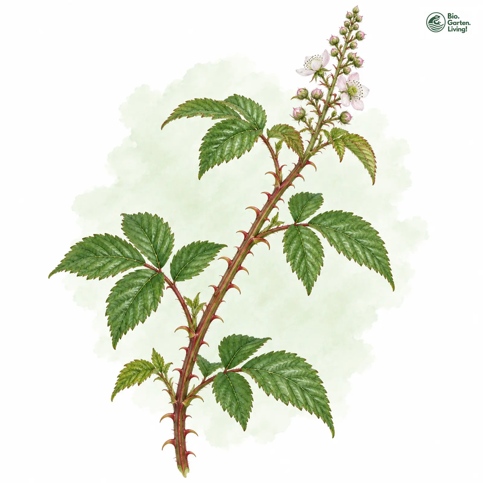 Aquarellzeichnung: Leininger Brombeere (Rubus leiningeri)
