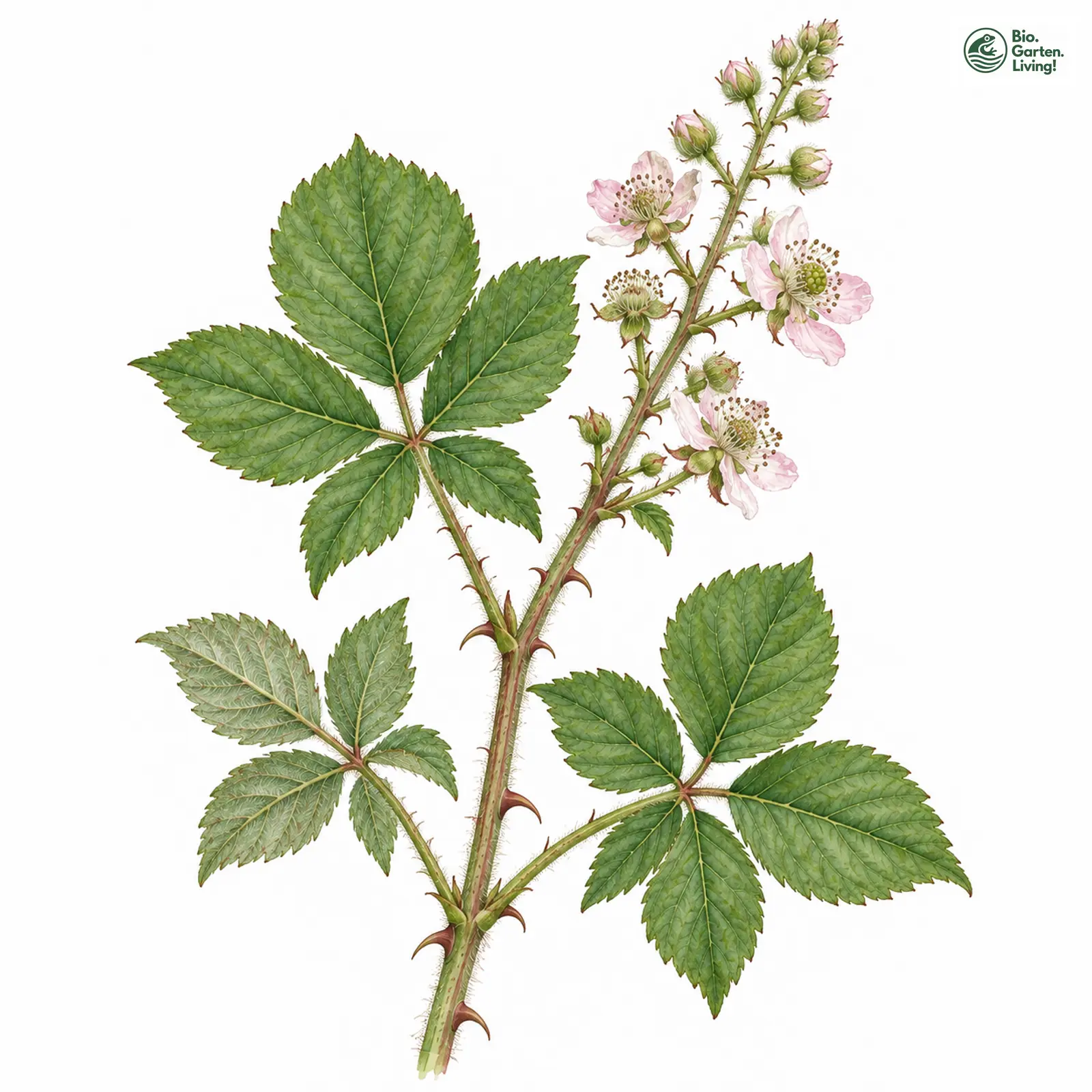 Aquarellzeichnung: Dünnrispige Brombeere (Rubus leptothyrsos)