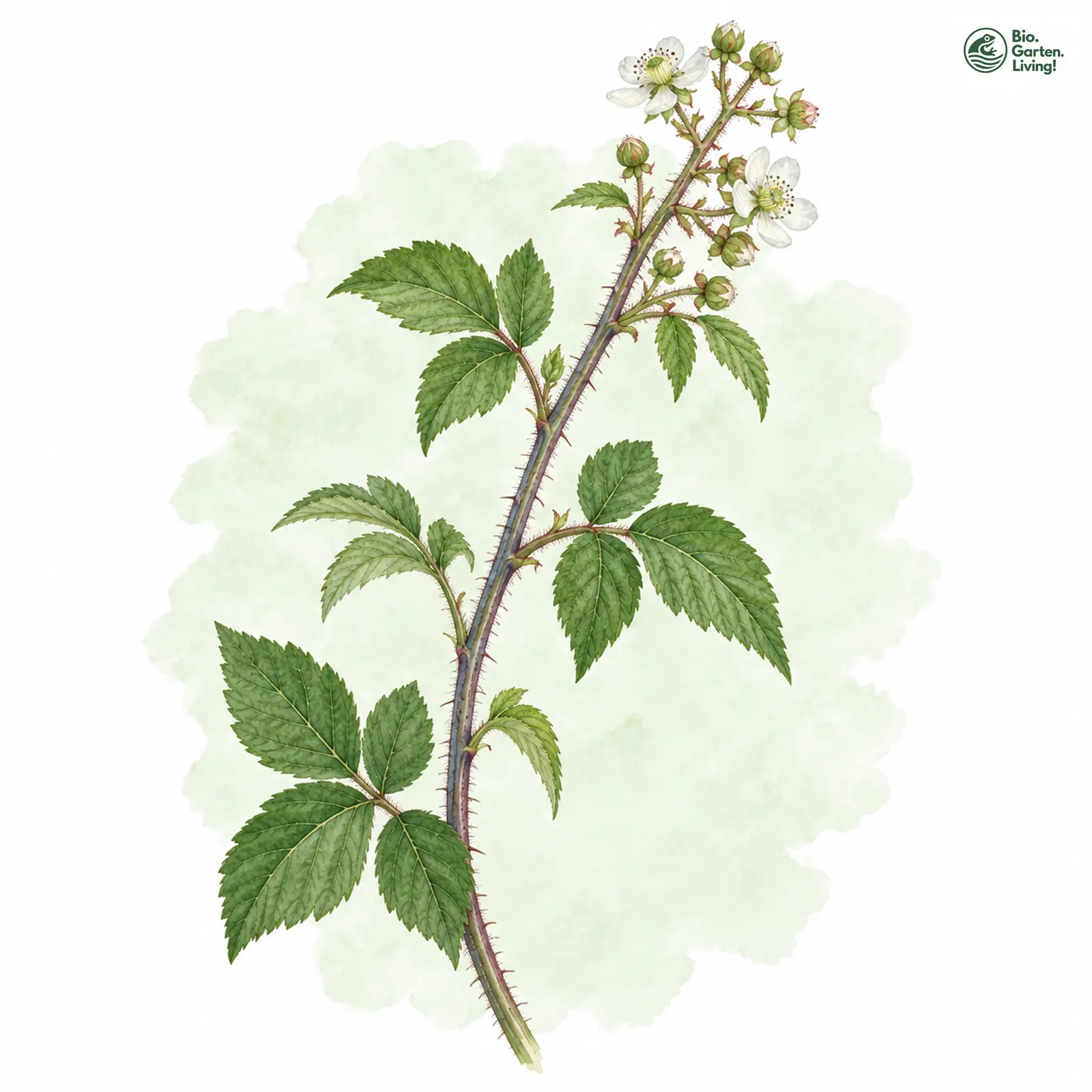 Aquarellzeichnung: Plötzensee-Haselblatt-Brombeere (Rubus leuciscanus)