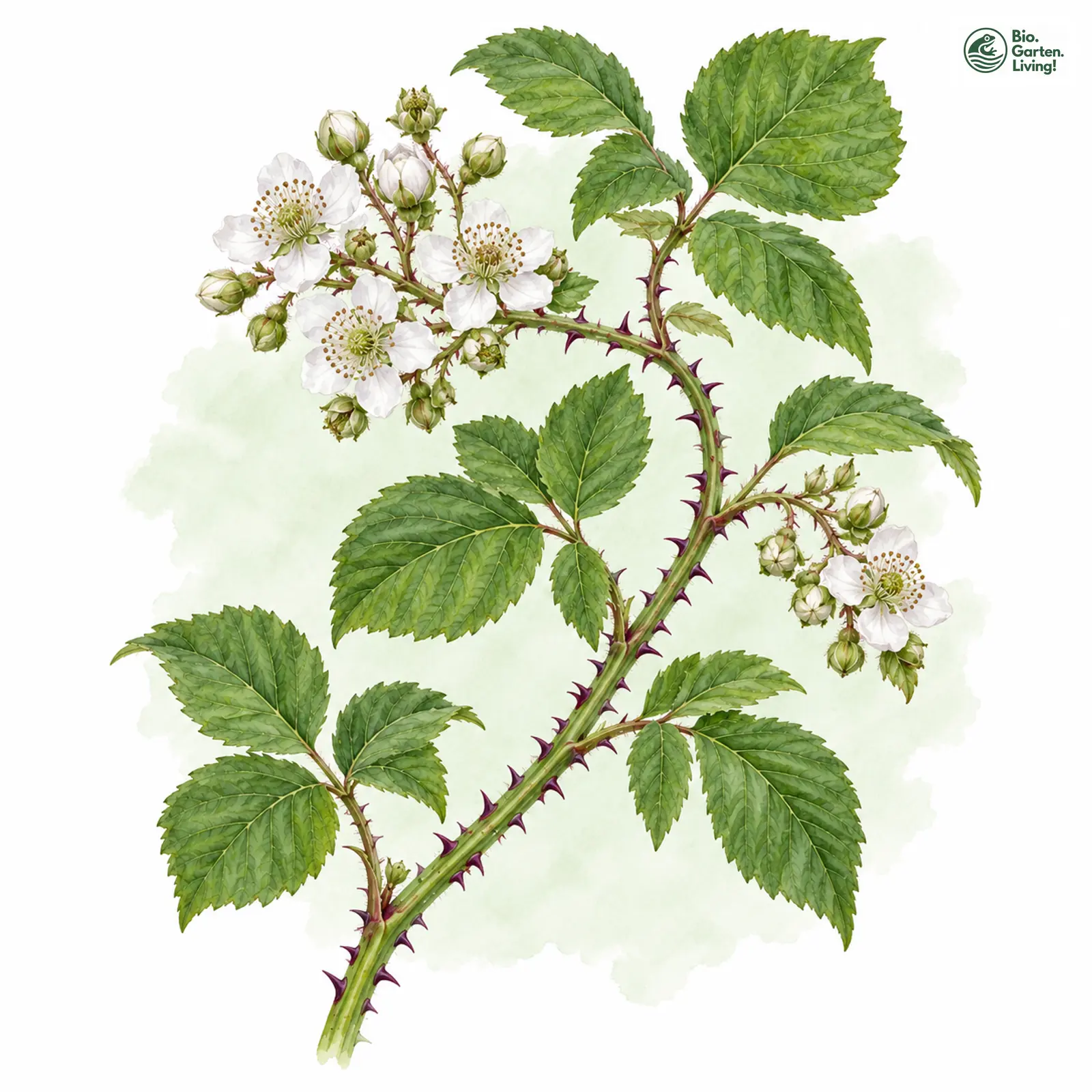 Aquarellzeichnung: Violettstachlige Haselblatt-Brombeere (Rubus maximiformis)
