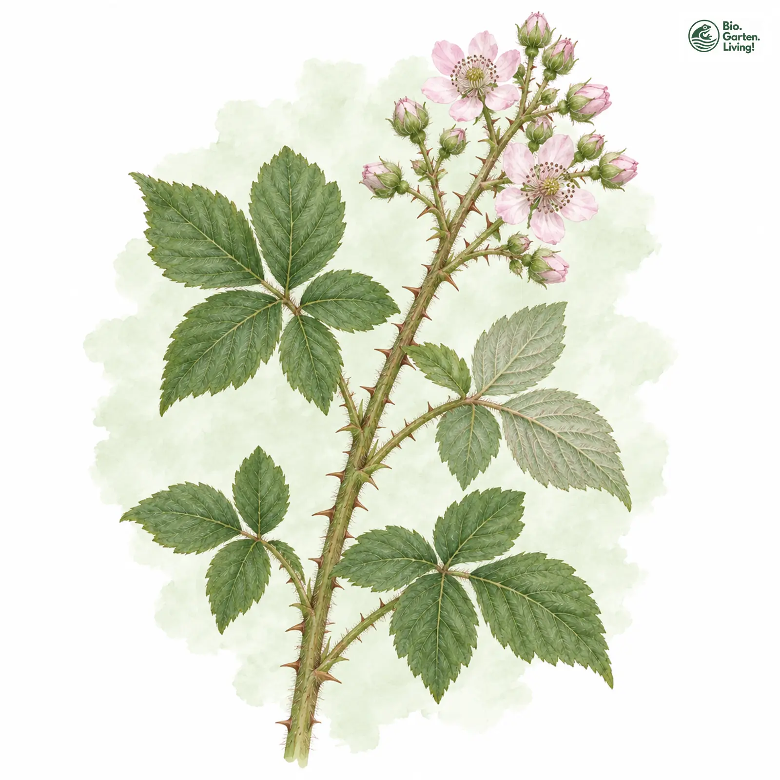 Aquarellzeichnung: Hain-Haselblatt-Brombeere (Rubus nemorosus)