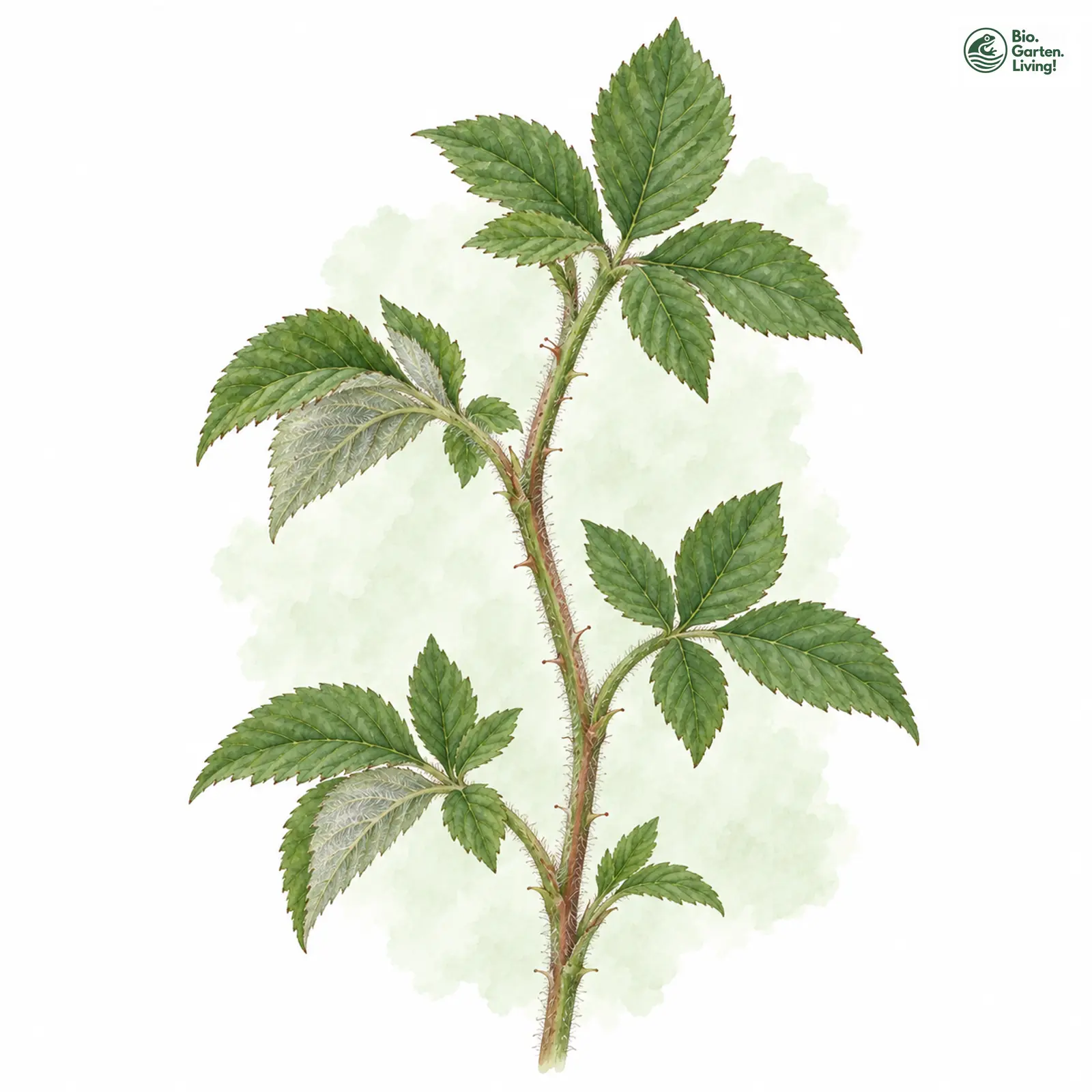Aquarellzeichnung: Passauer Brombeere (Rubus passaviensis)