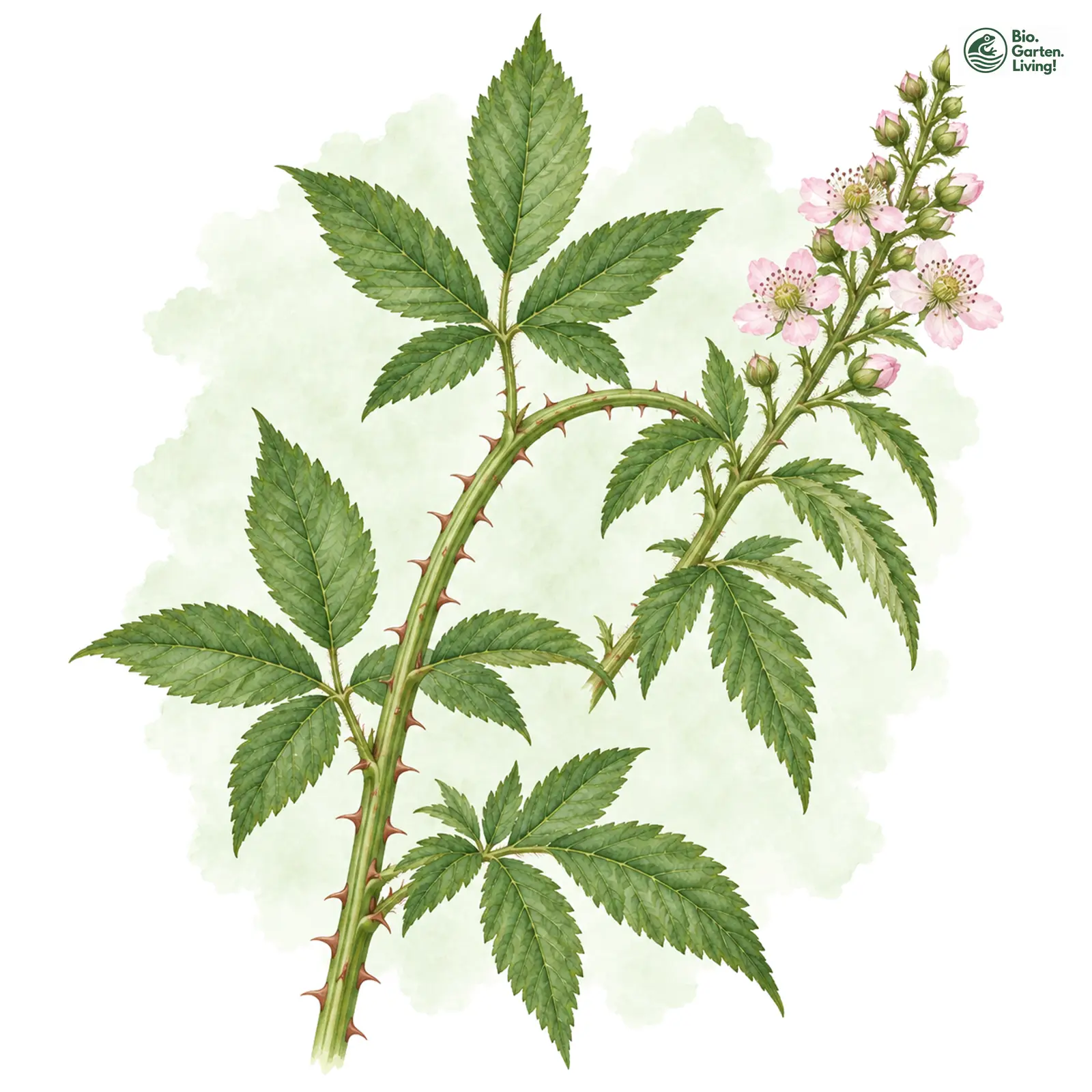 Aquarellzeichnung: Grobe Brombeere (Rubus perrobustus)