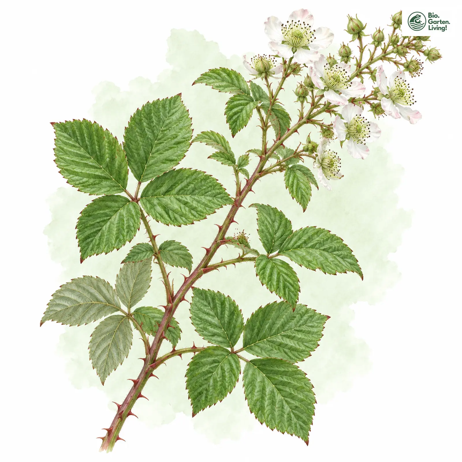 Aquarellzeichnung: Vielblütige Brombeere (Rubus polyanthemus)
