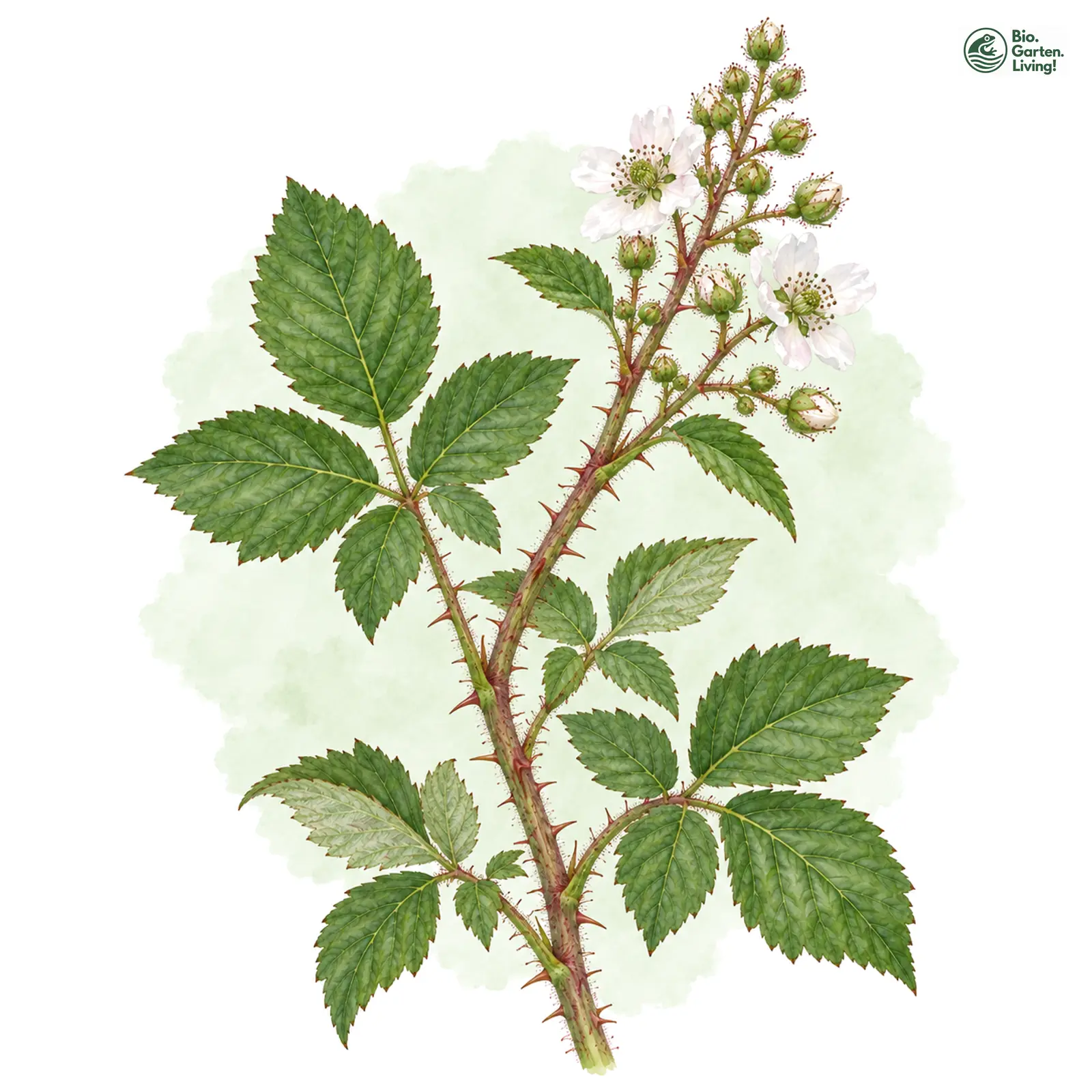 Aquarellzeichnung: Falsche Feindliche Brombeere (Rubus pseudoinfestus)
