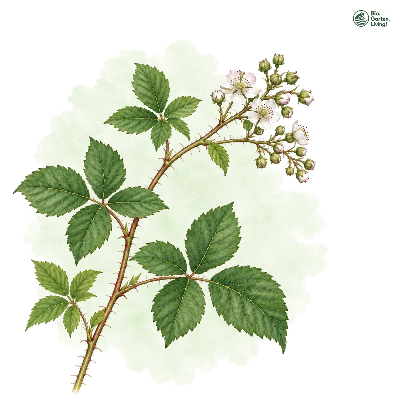 Aquarellzeichnung: Sorbische Brombeere (Rubus sorbicus)