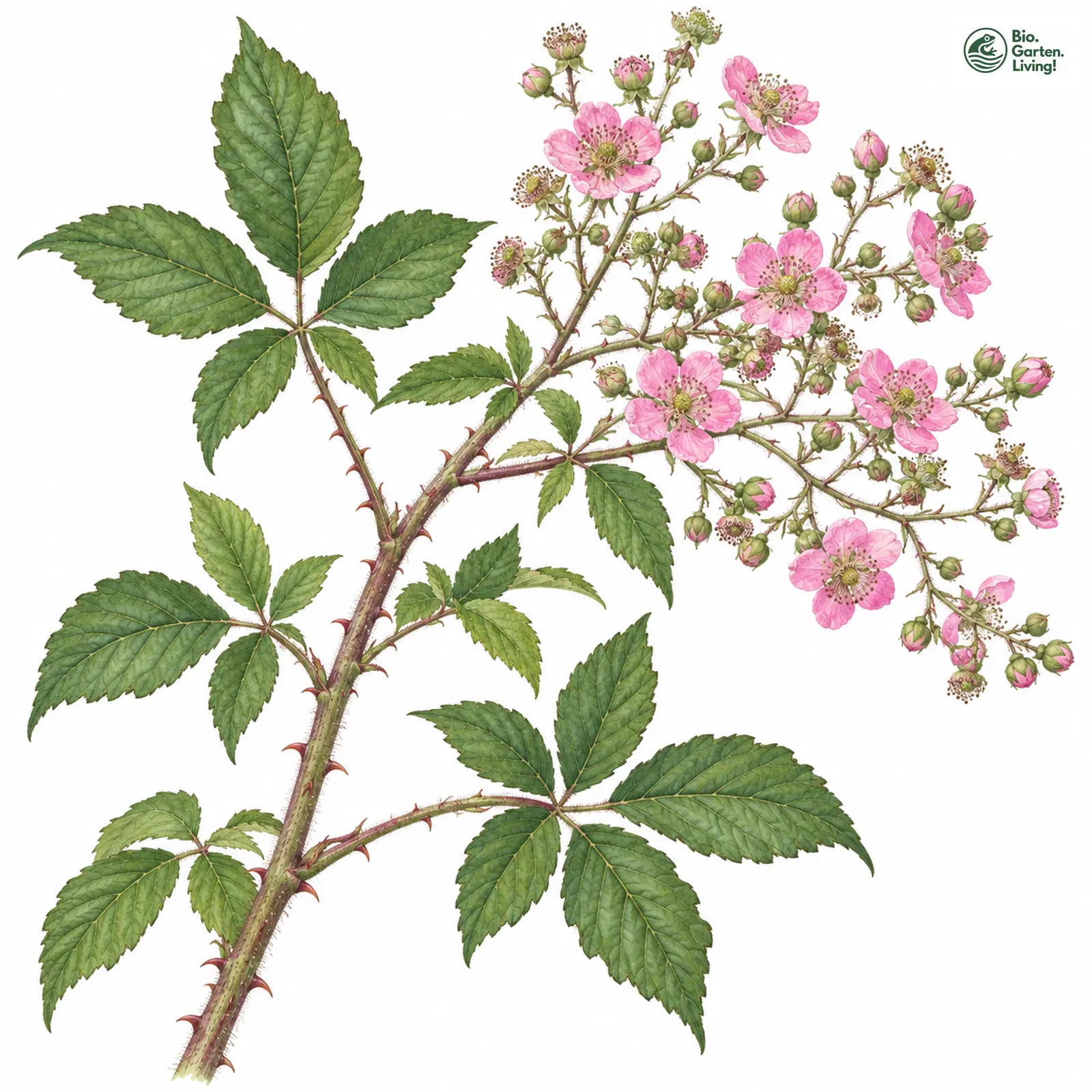 Aquarellzeichnung: Breitrispige Haselblatt-Brombeere (Rubus sprengeliusculus)