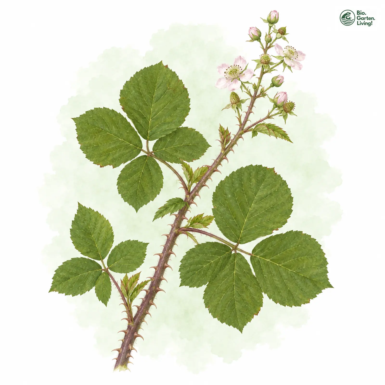 Aquarellzeichnung: Uberische Haselblatt-Brombeere (Rubus ubericus)