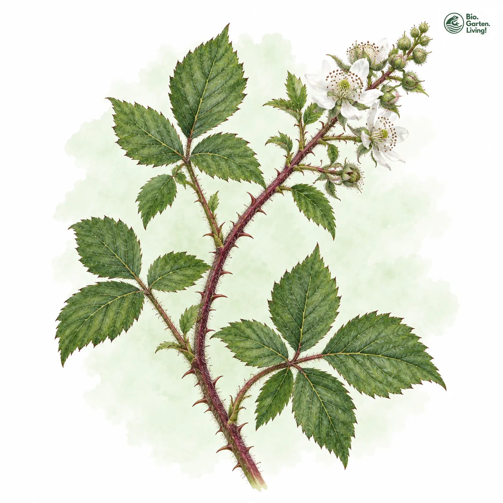 Aquarellzeichnung: Walter-Brombeere (Rubus walteri)