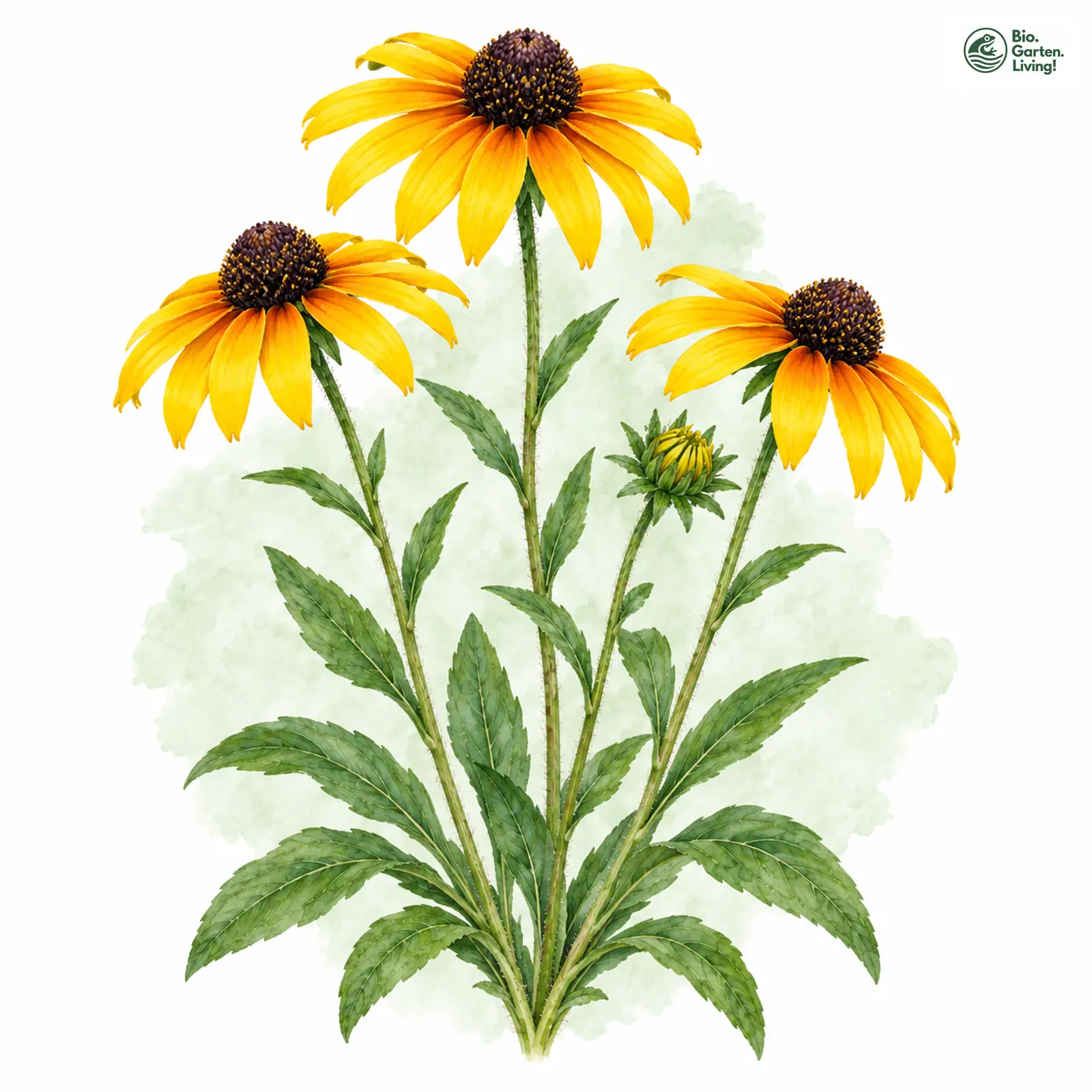 Aquarellzeichnung: Leuchtender Sonnenhut (Rudbeckia fulgida)