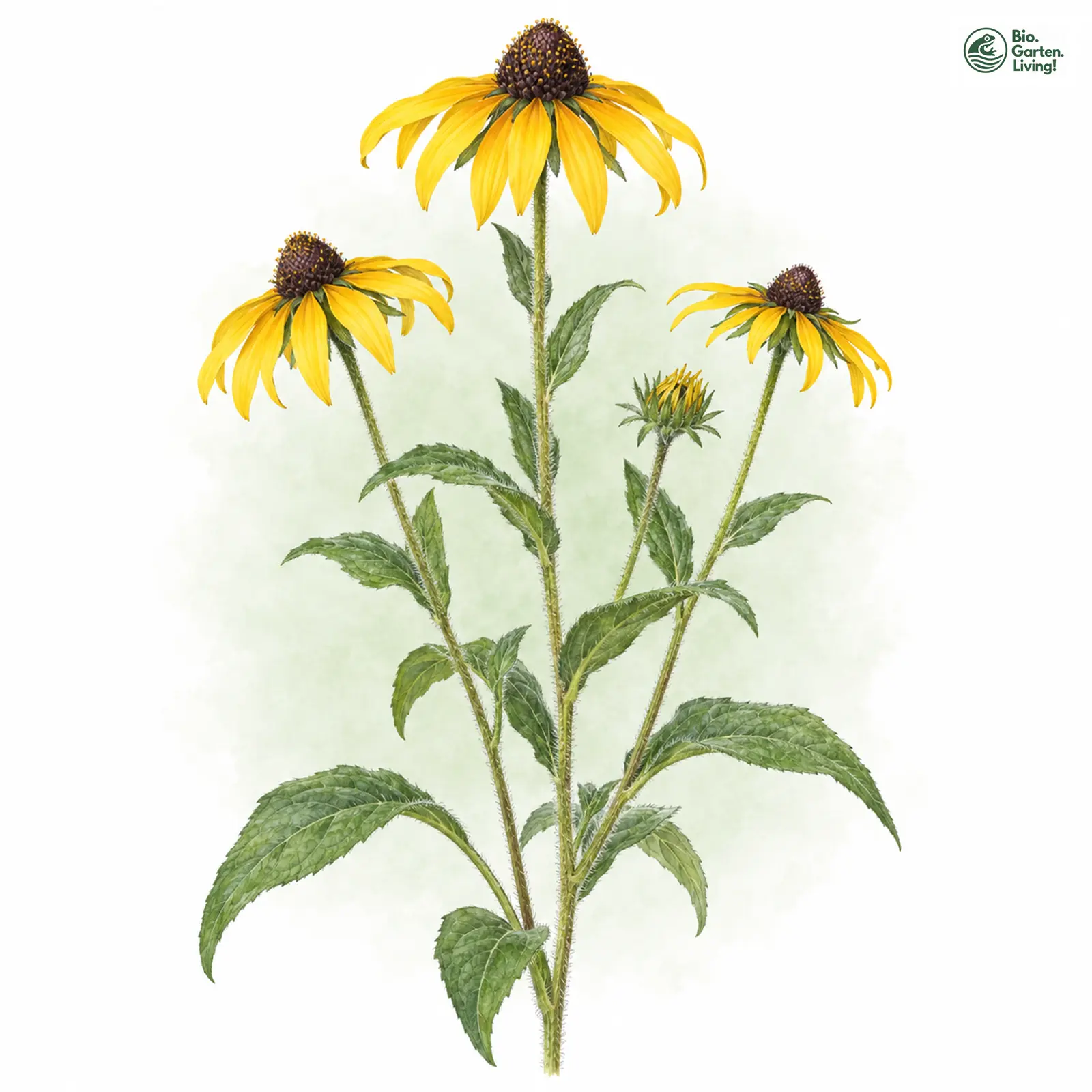Aquarellzeichnung: Rauer Sonnenhut (Rudbeckia hirta)