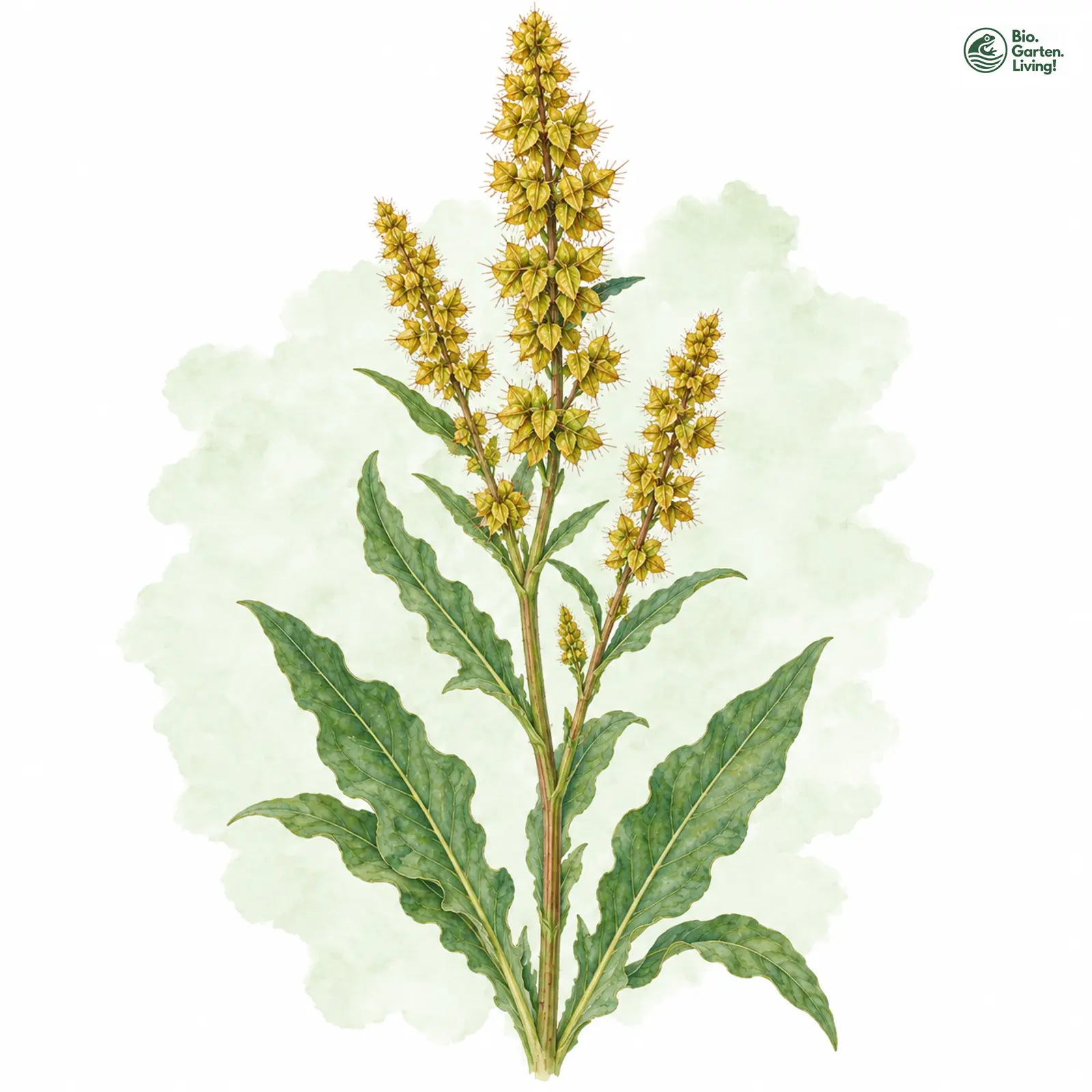 Aquarellzeichnung: Strand-Ampfer (Rumex maritimus)