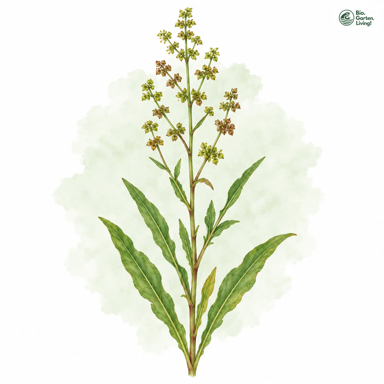 Aquarellzeichnung: Sumpf-Ampfer (Rumex palustris)