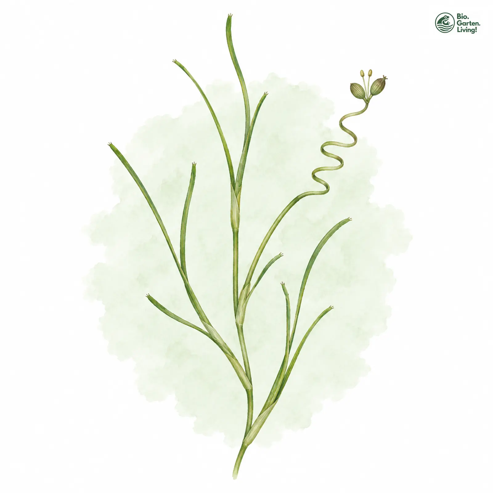 Aquarellzeichnung: Strand-Salde (Ruppia spiralis)