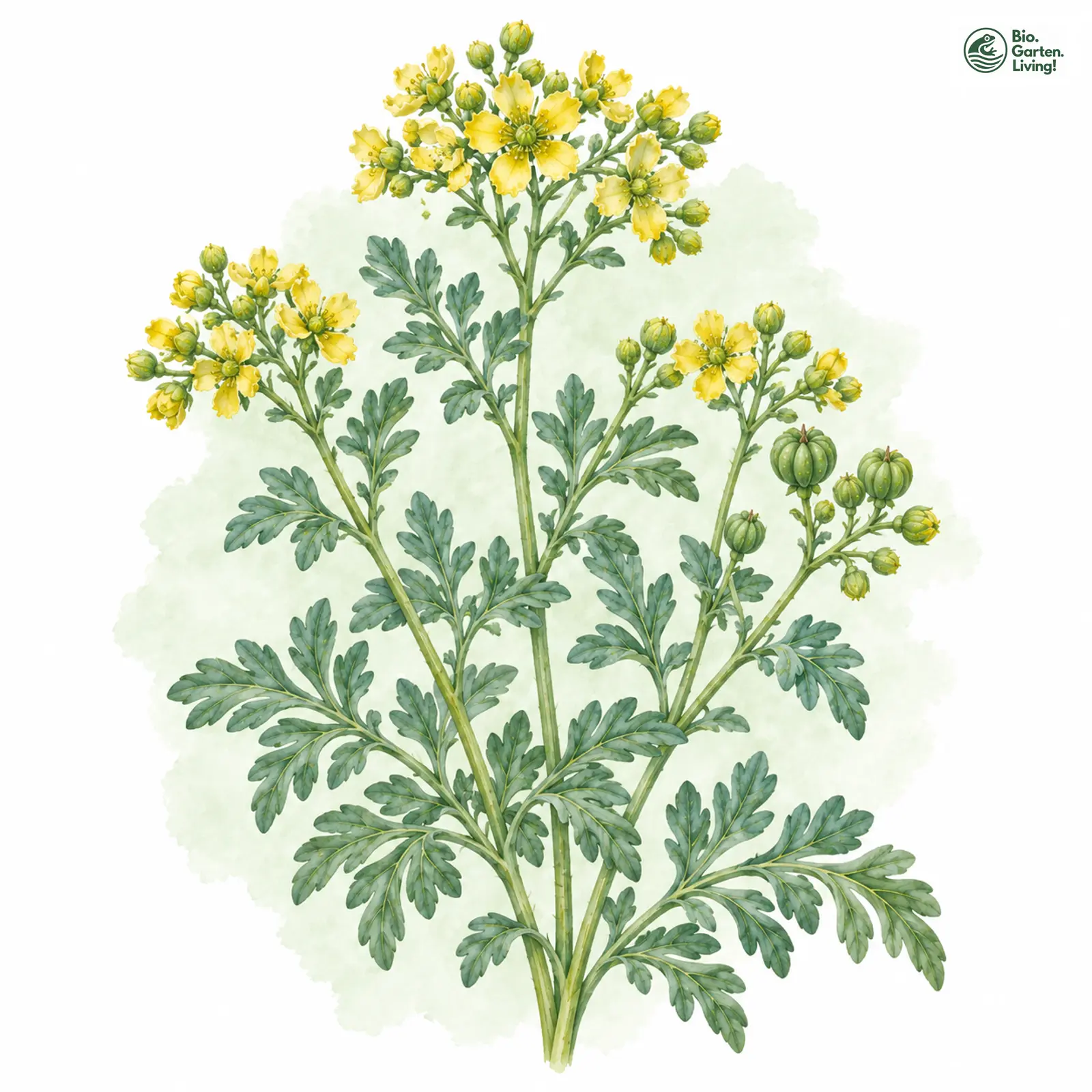 Aquarellzeichnung: Wein-Raute (Ruta graveolens)