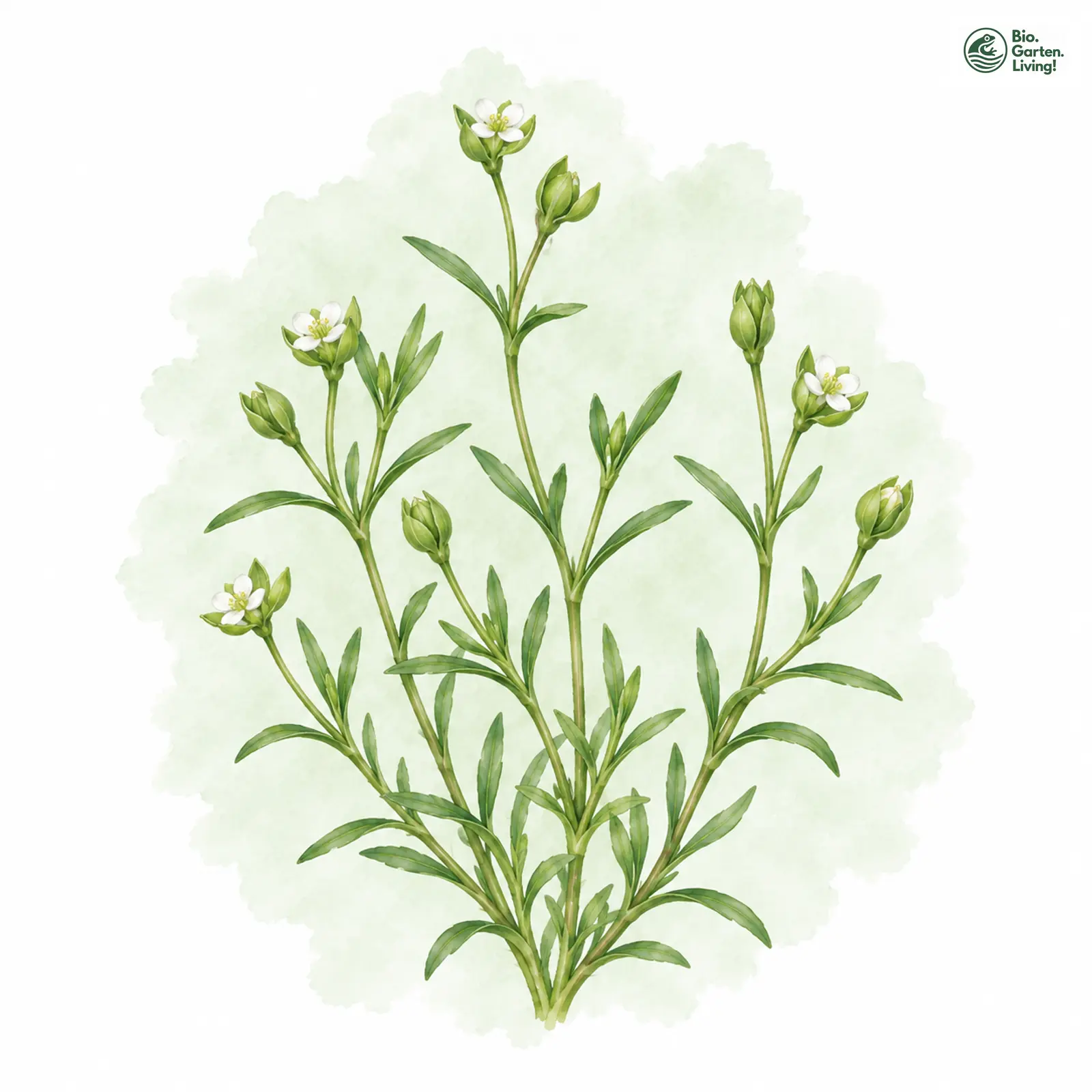 Aquarellzeichnung: Strand-Mastkraut (Sagina maritima)