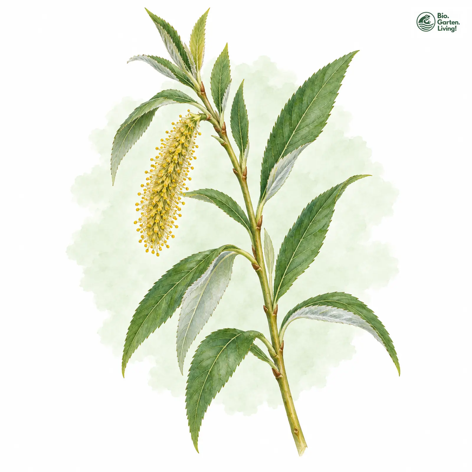 Aquarellzeichnung: Silber-Weide (Salix alba)