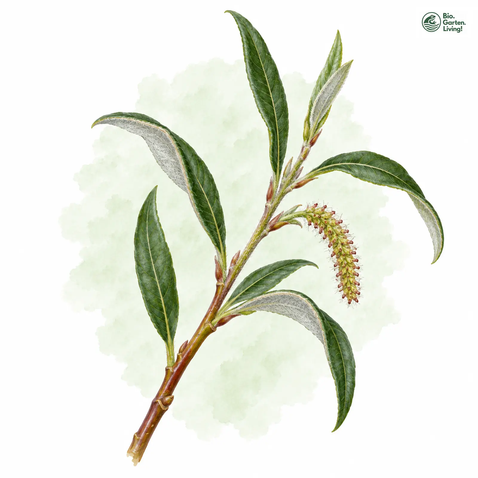 Aquarellzeichnung: Lavendel-Weide (Salix eleagnos)