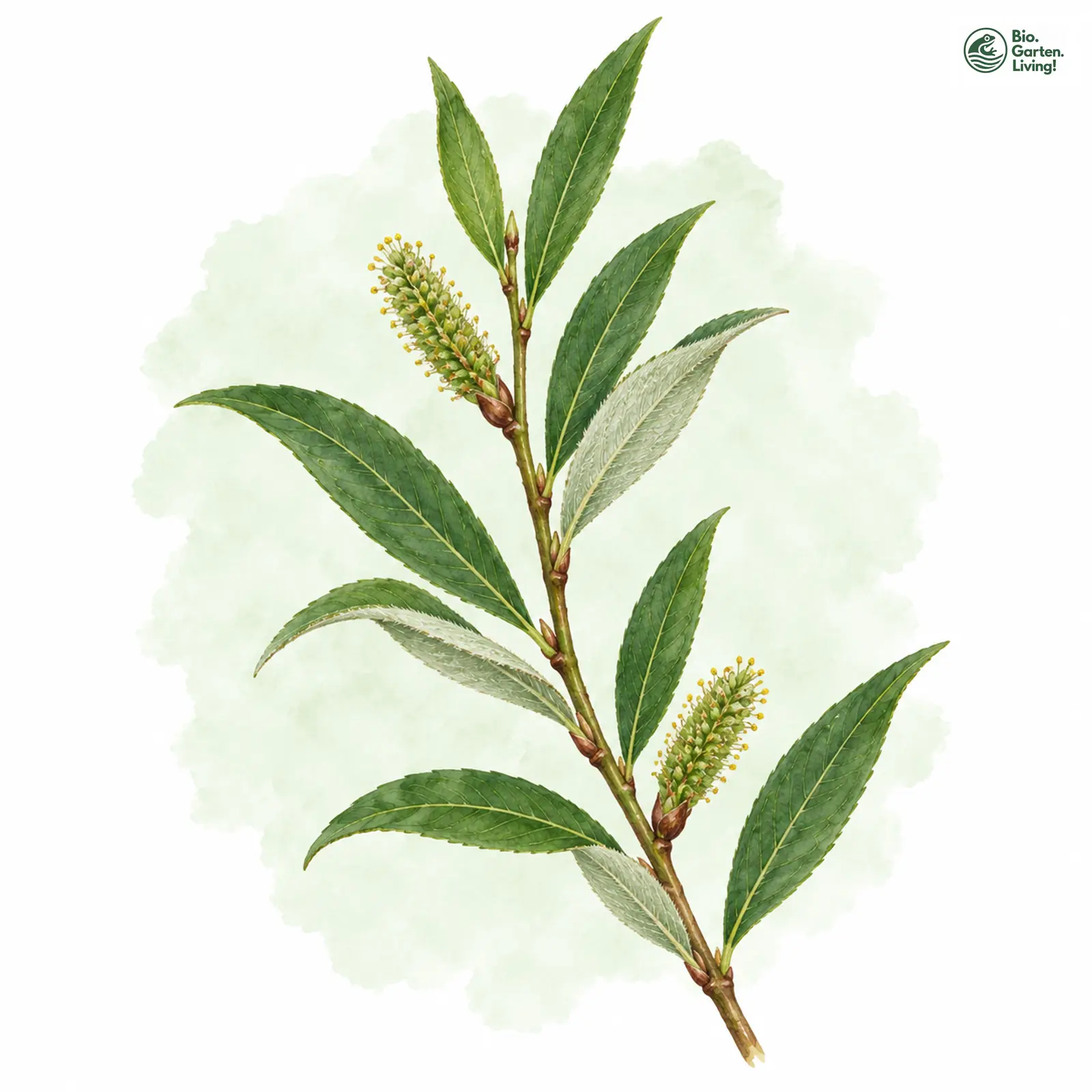 Aquarellzeichnung: Kübler-Weide (Salix smithiana)
