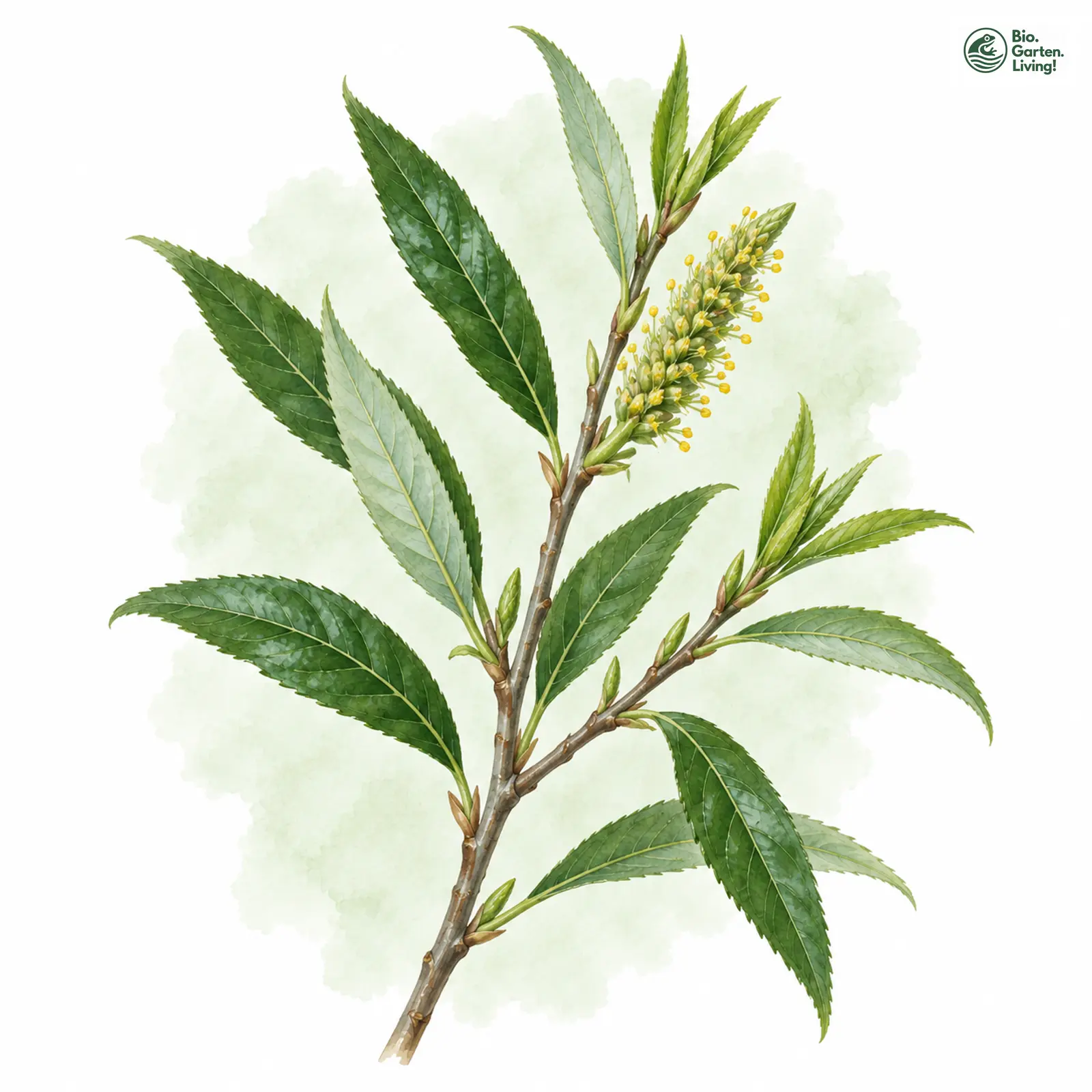 Aquarellzeichnung: Mandel-Weide (Salix triandra)